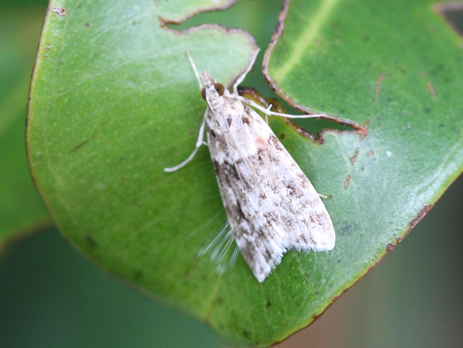 scoparia_resinodes1md