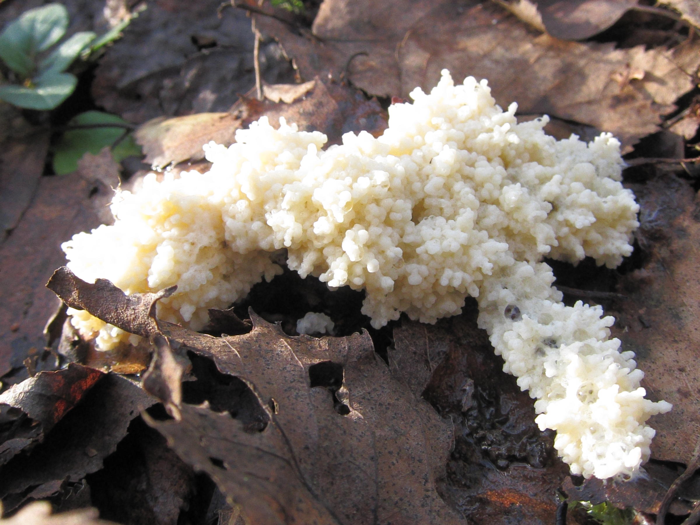 sebacina_incrustans3bd