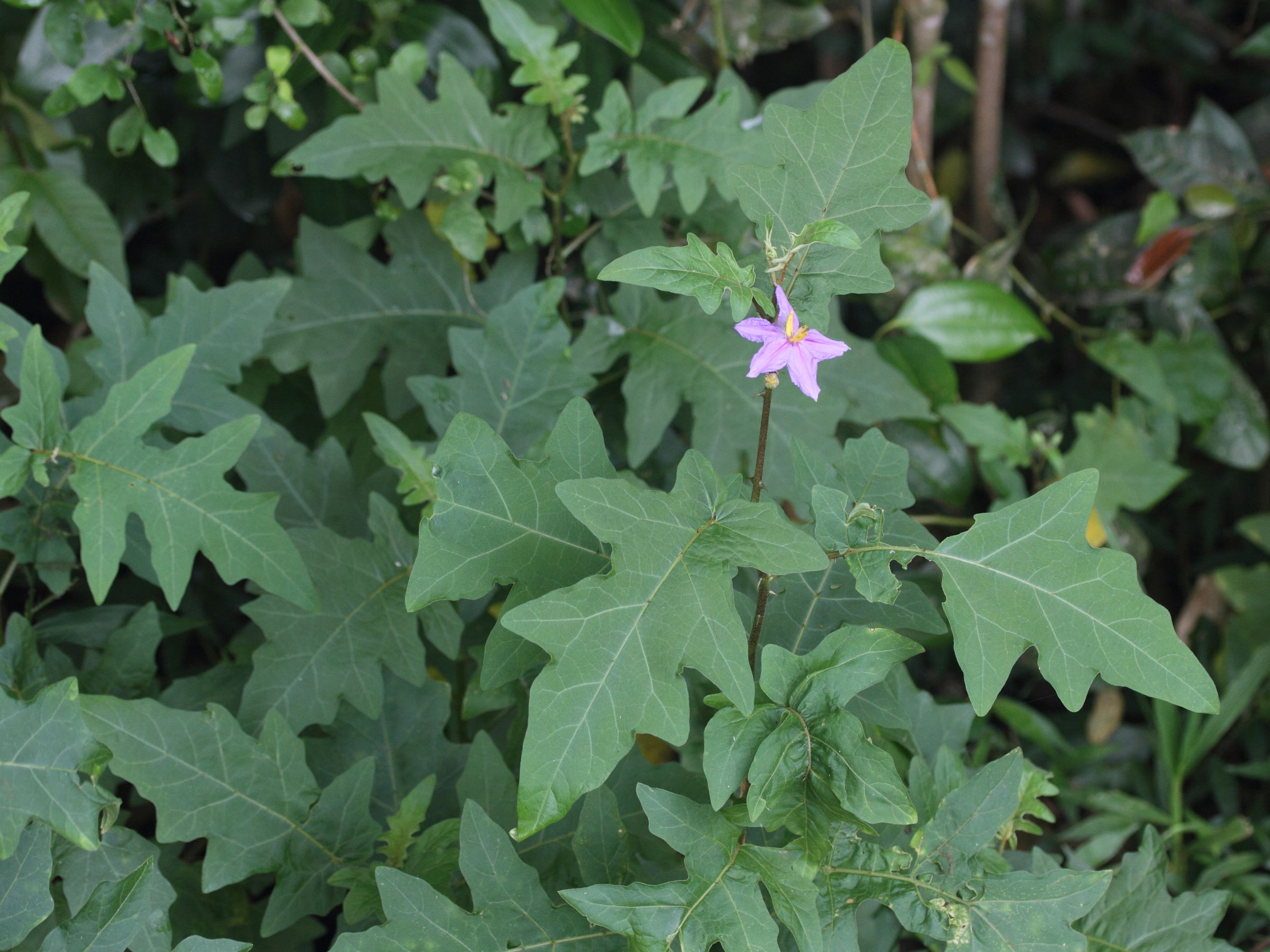 solanum_erythracanthum1md