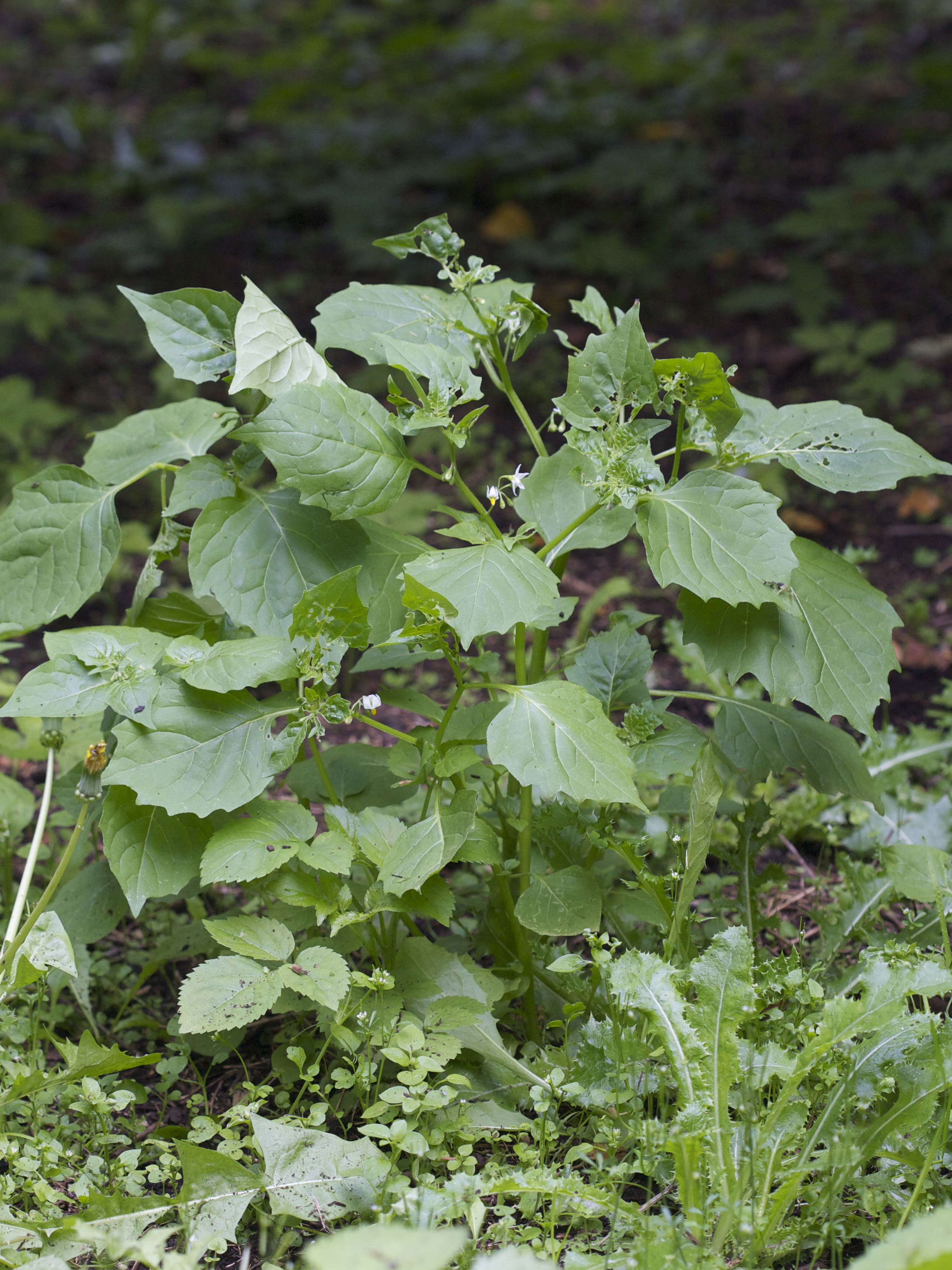 Afficher le média solanum_nigrum1amd solanum_nigrum1amd