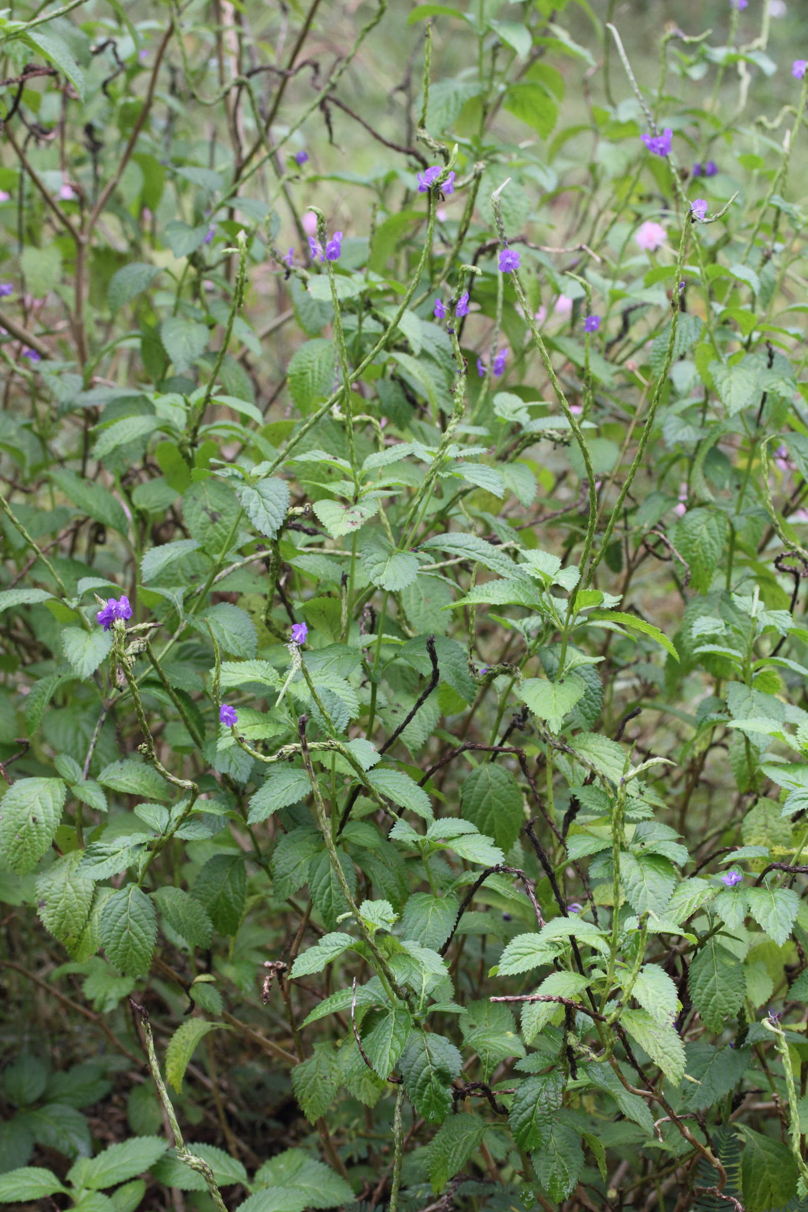 Afficher le média stachytarpheta_cayennensis1md stachytarpheta_cayennensis1md