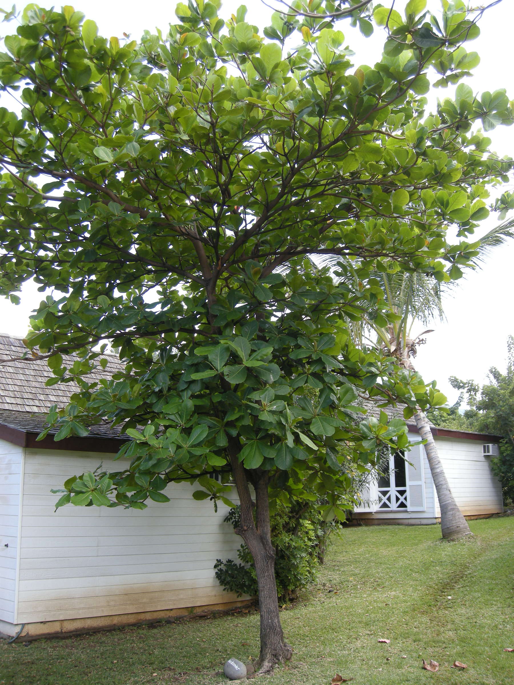 terminalia_catappa1md