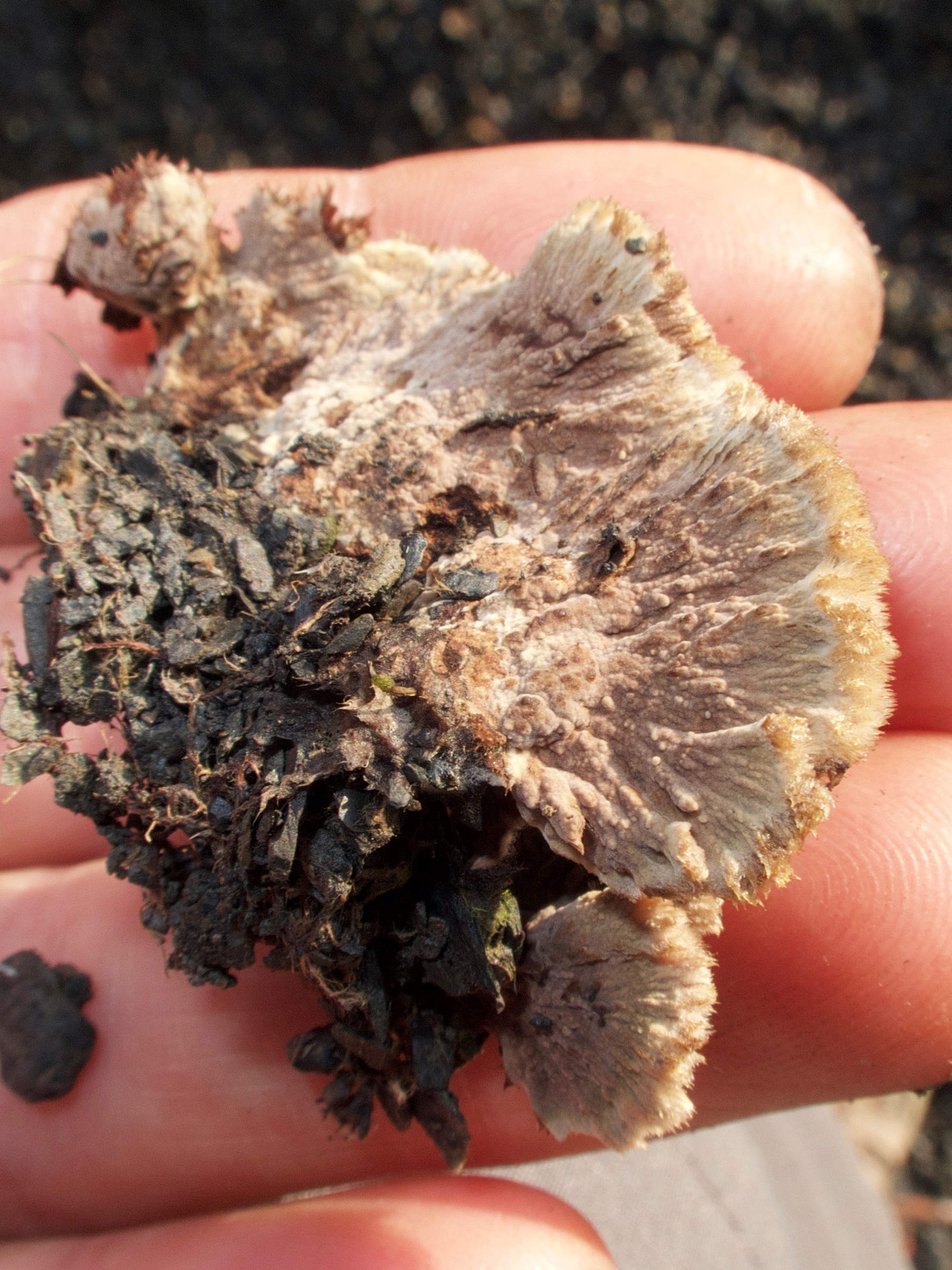 Afficher le média thelephora_terrestris2md thelephora_terrestris2md