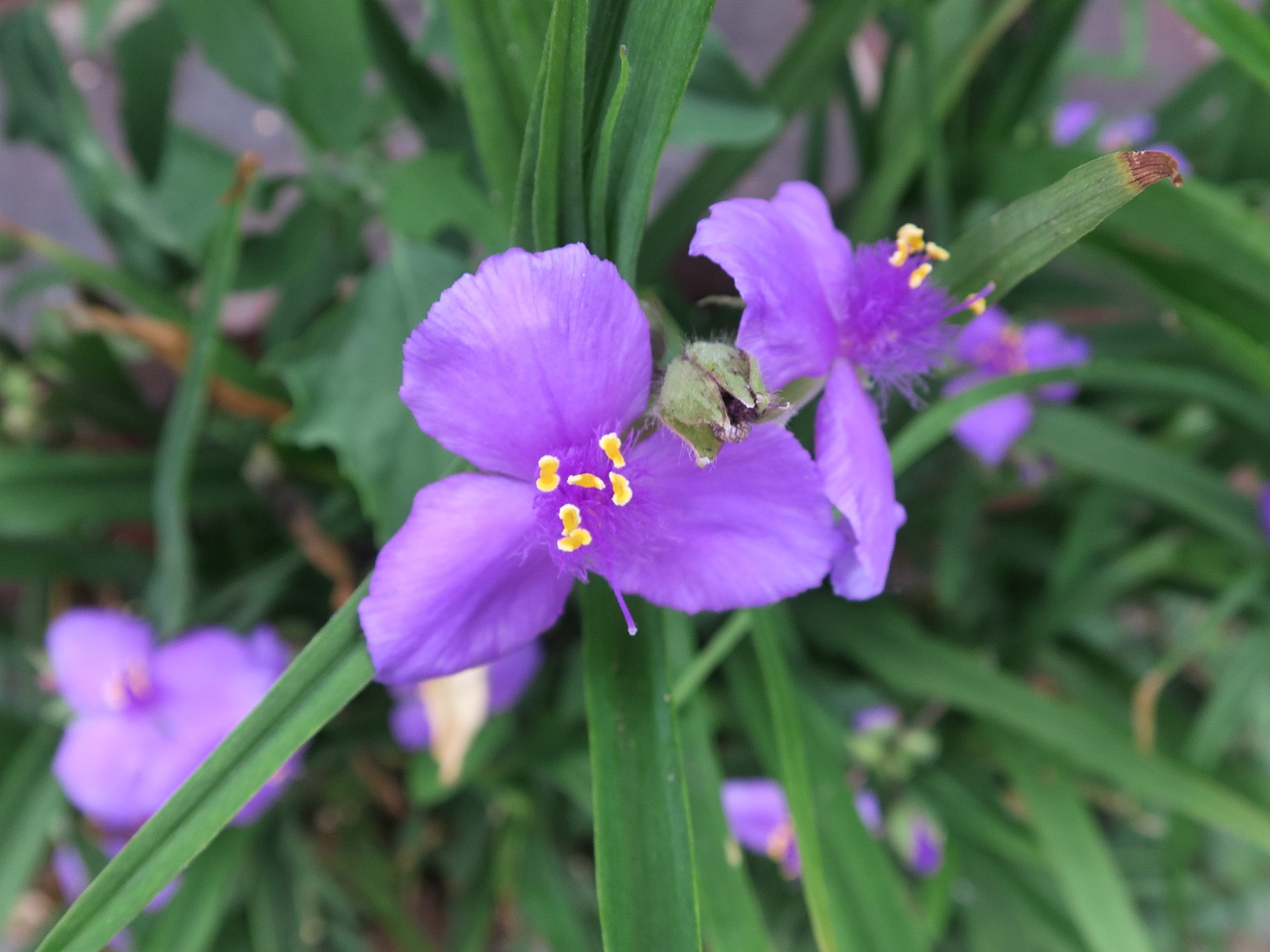 tradescantia_virginiana3md