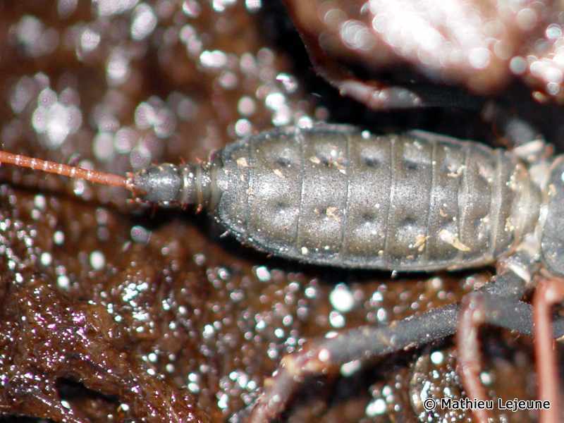 typopeltis_guangxiensis5ml