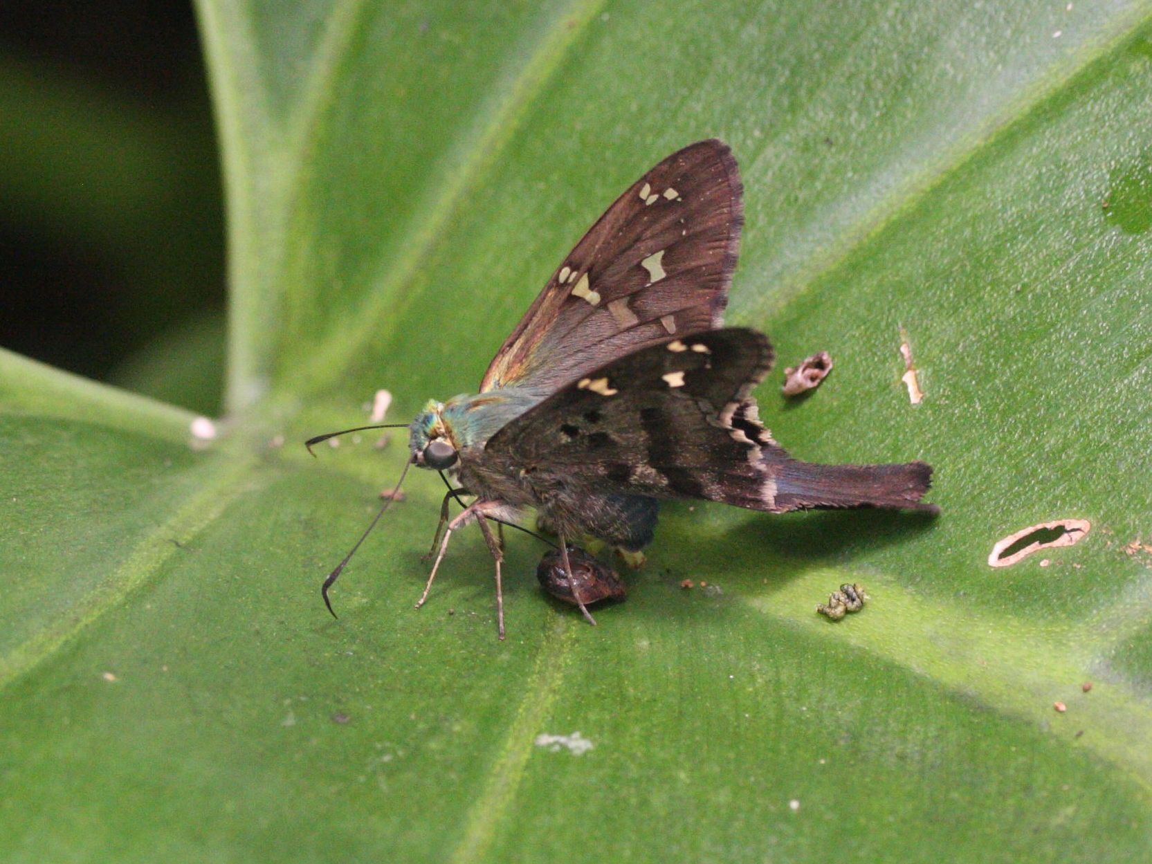 urbanus_proteus_domingo2md