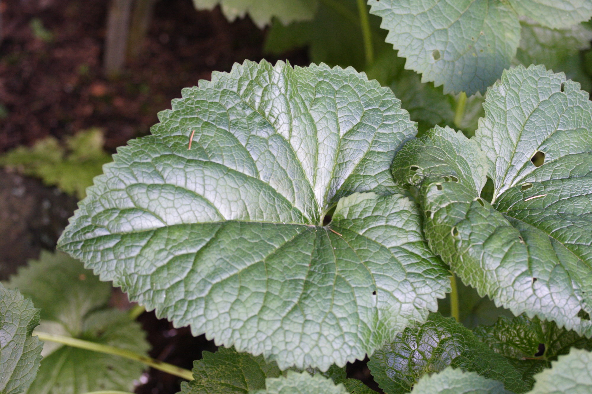 valeriana_pyrenaica1md