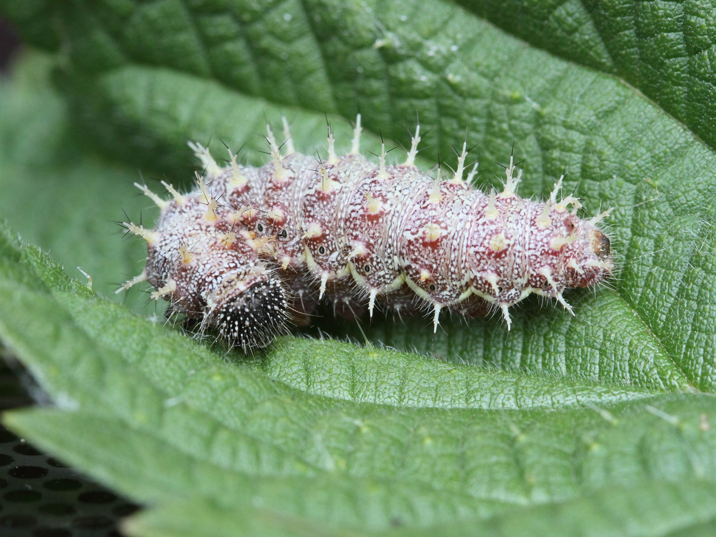 vanessa_atalanta_ch1md