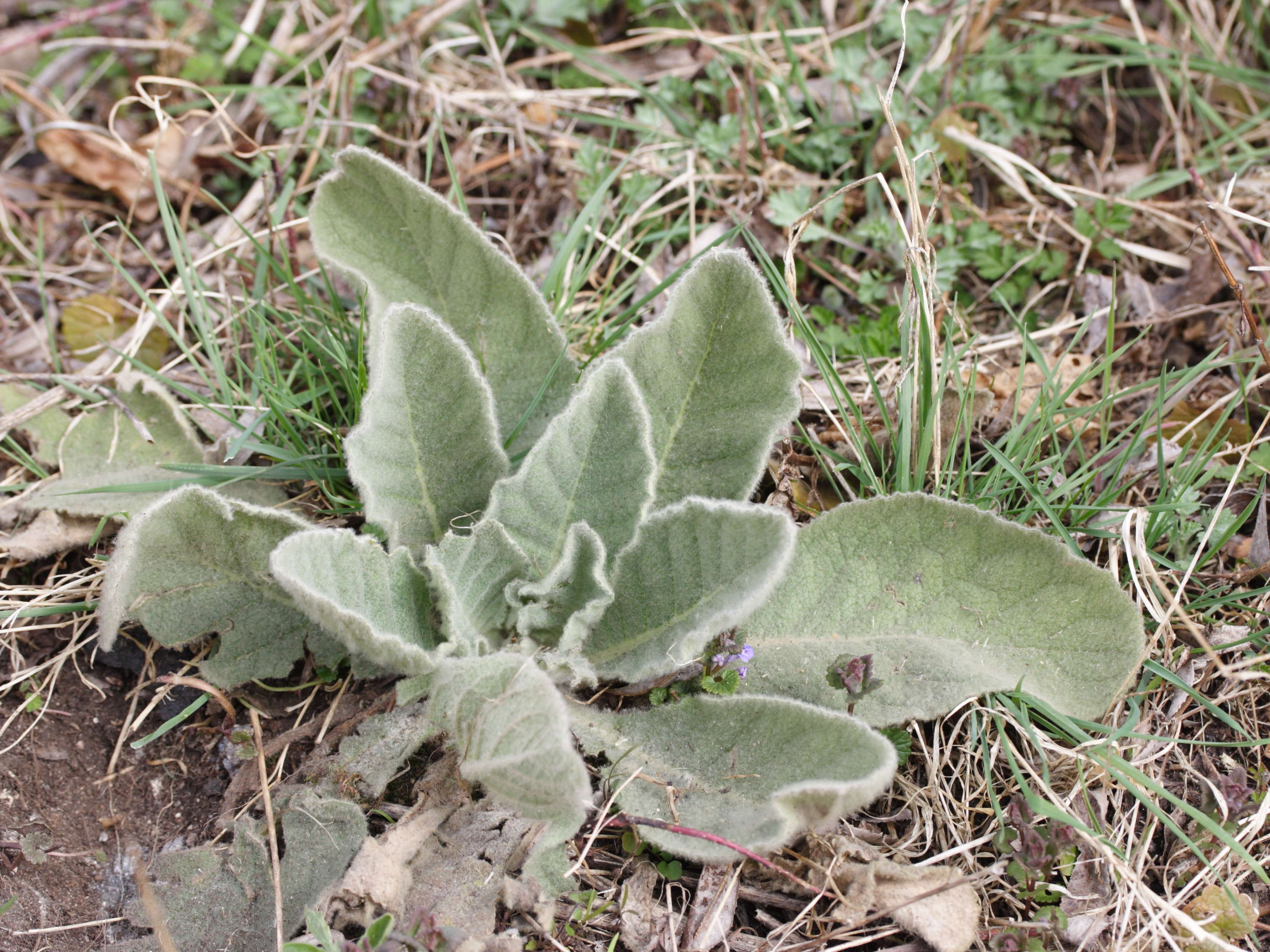 Afficher le média verbascum_thapsus5md verbascum_thapsus5md