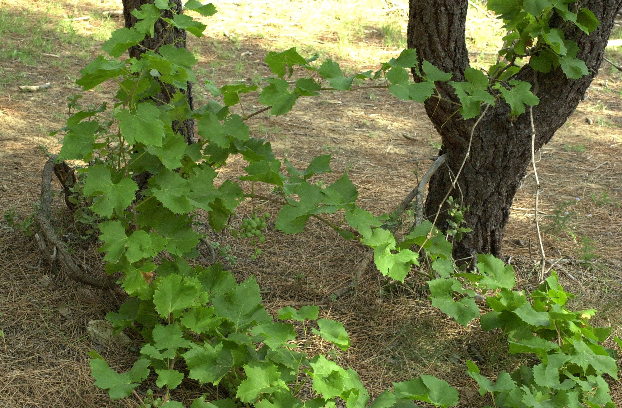 vitis_vinifera_sylvestris1md