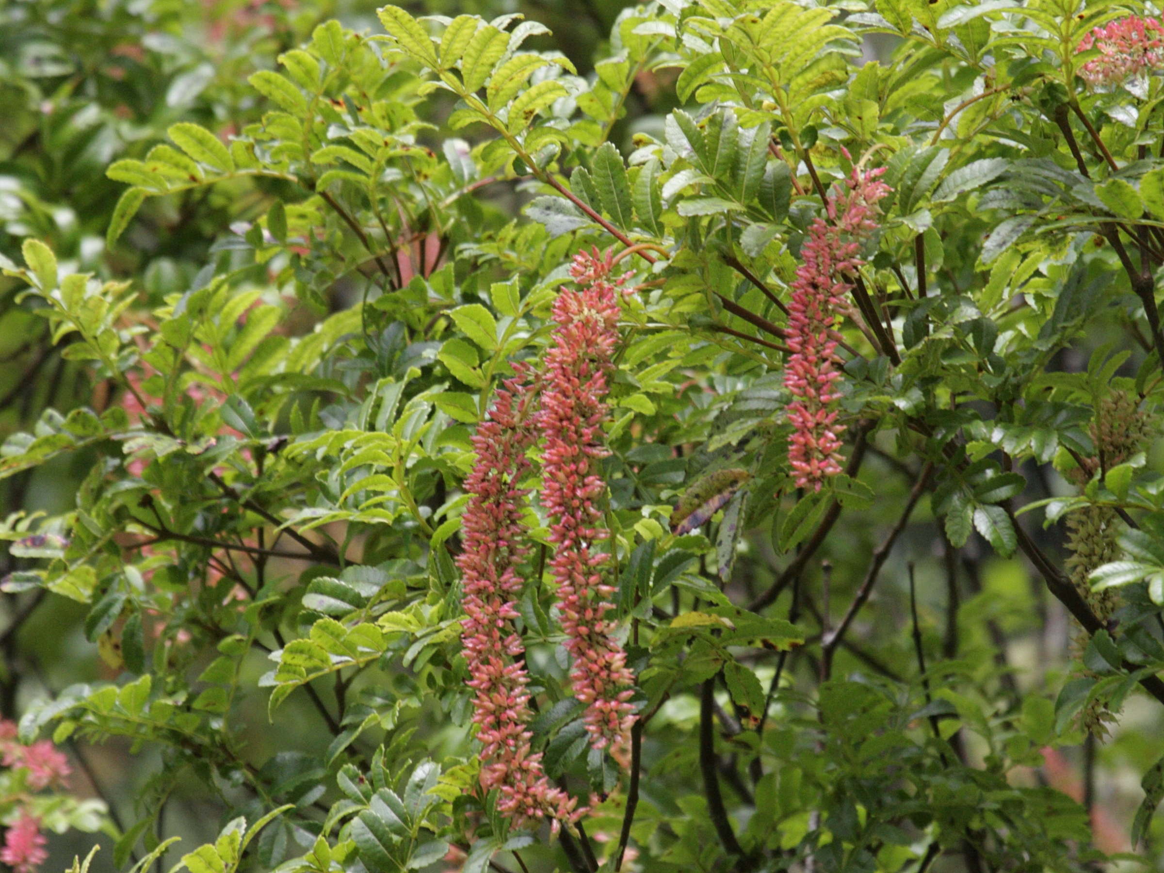 weinmannia_tinctoria4bd