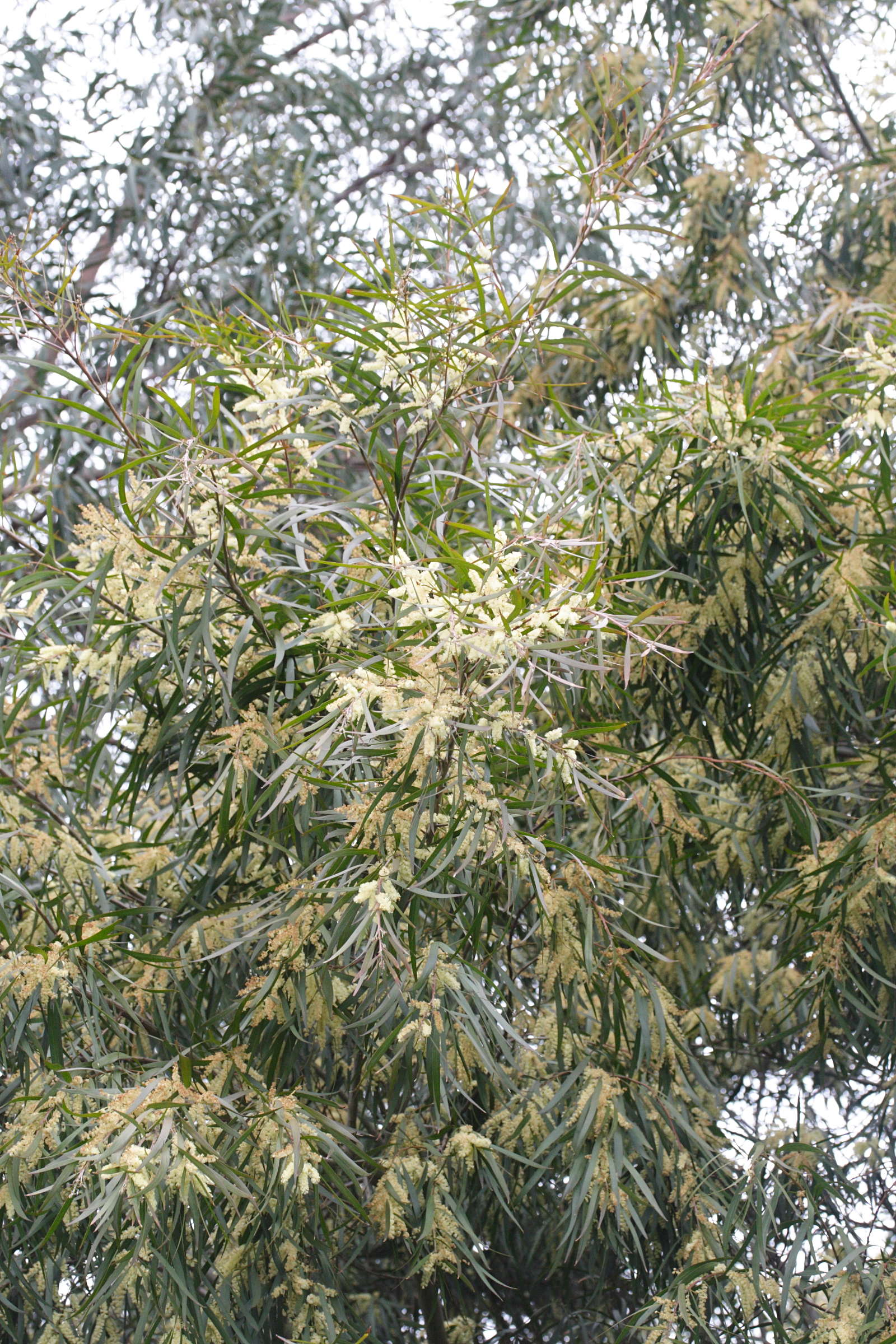 acacia_floribunda1md