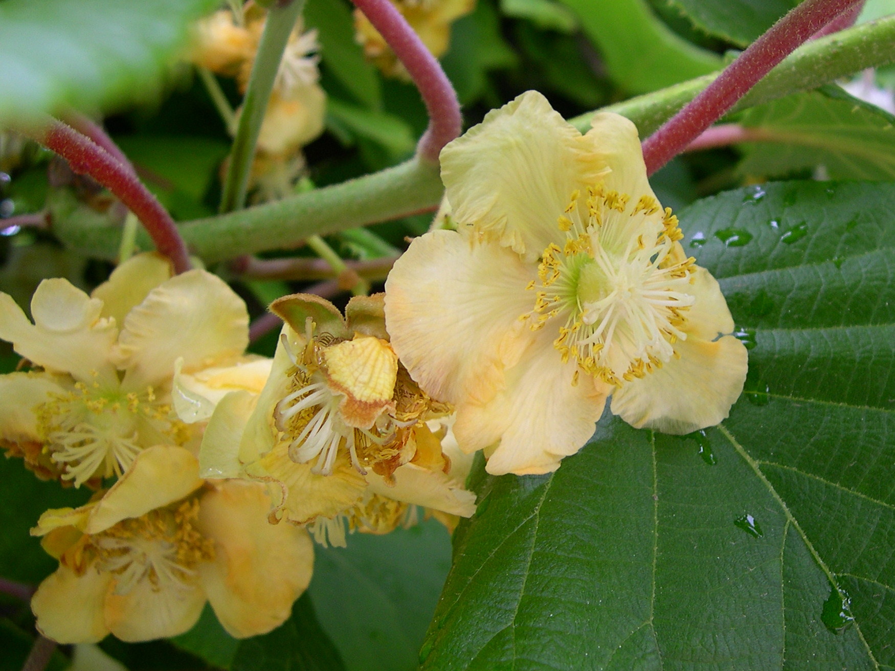 Afficher le média actinidia_deliciosa4md actinidia_deliciosa4md