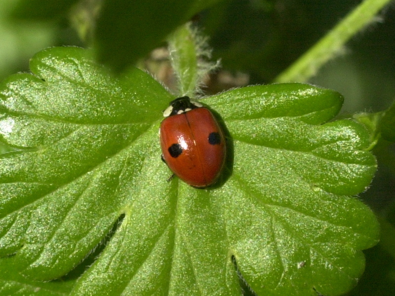 adalia_bipunctata1md