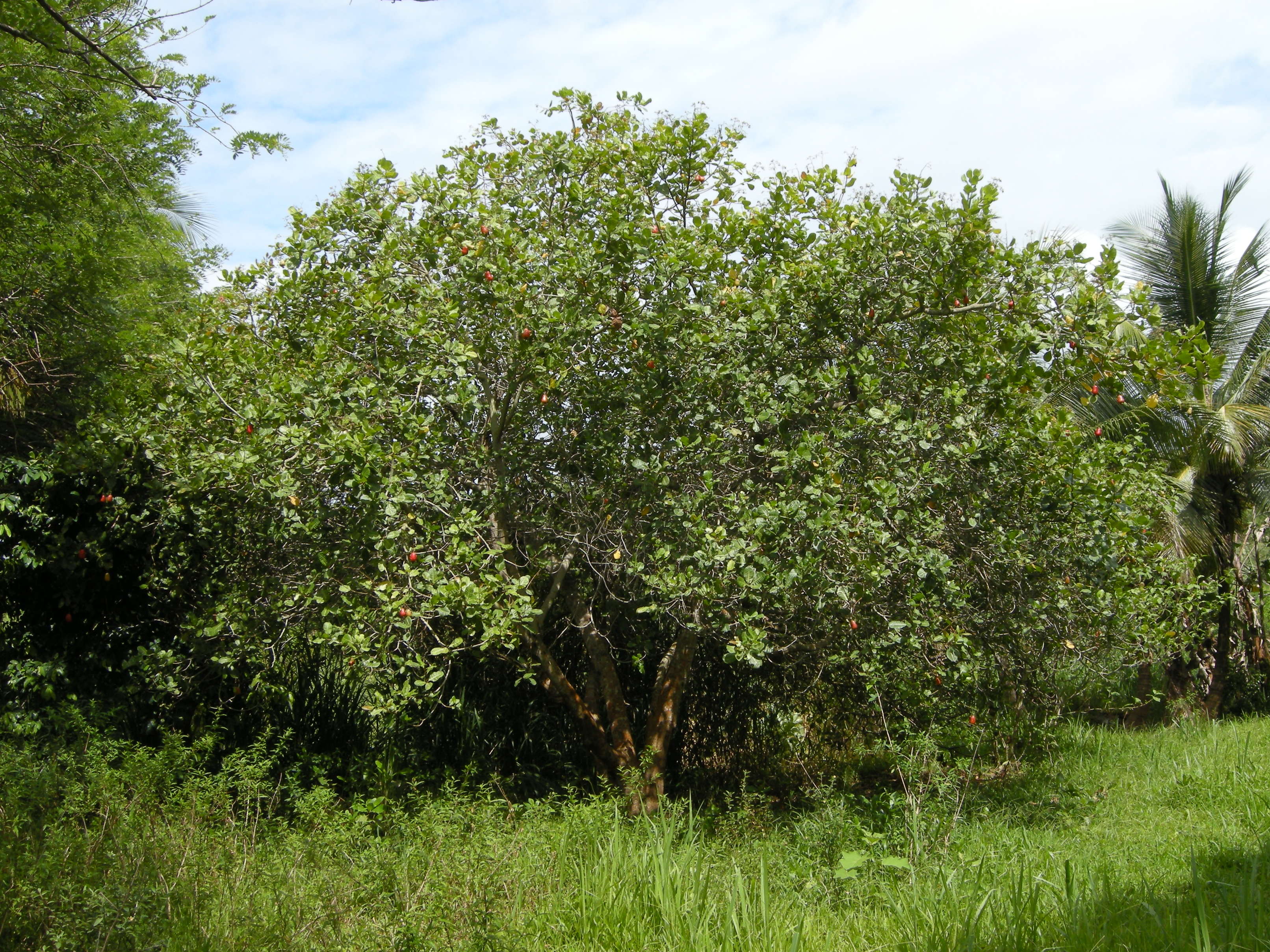 Afficher le média anacardium_occidentale5md anacardium_occidentale5md