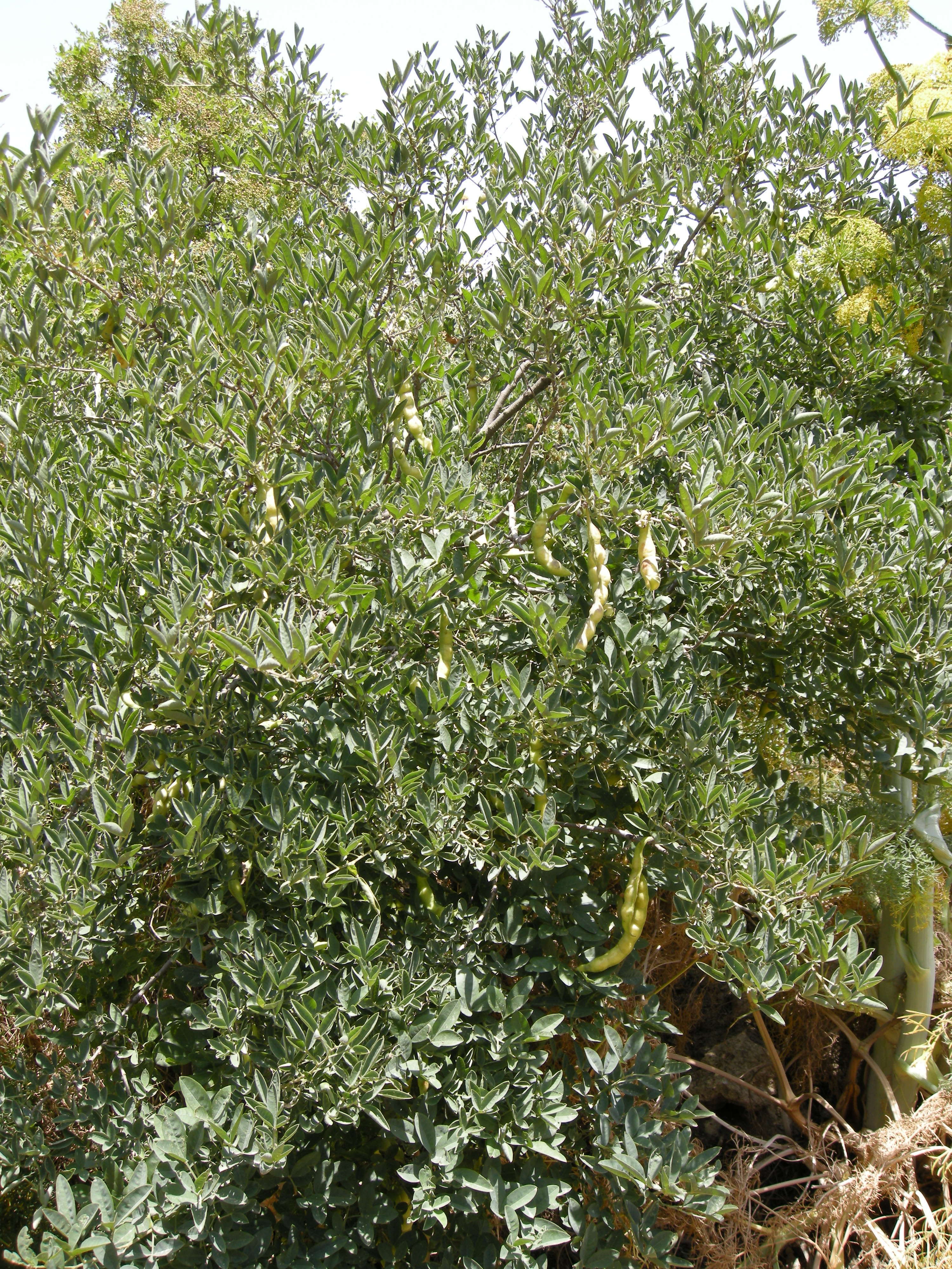 anagyris_foetida1md