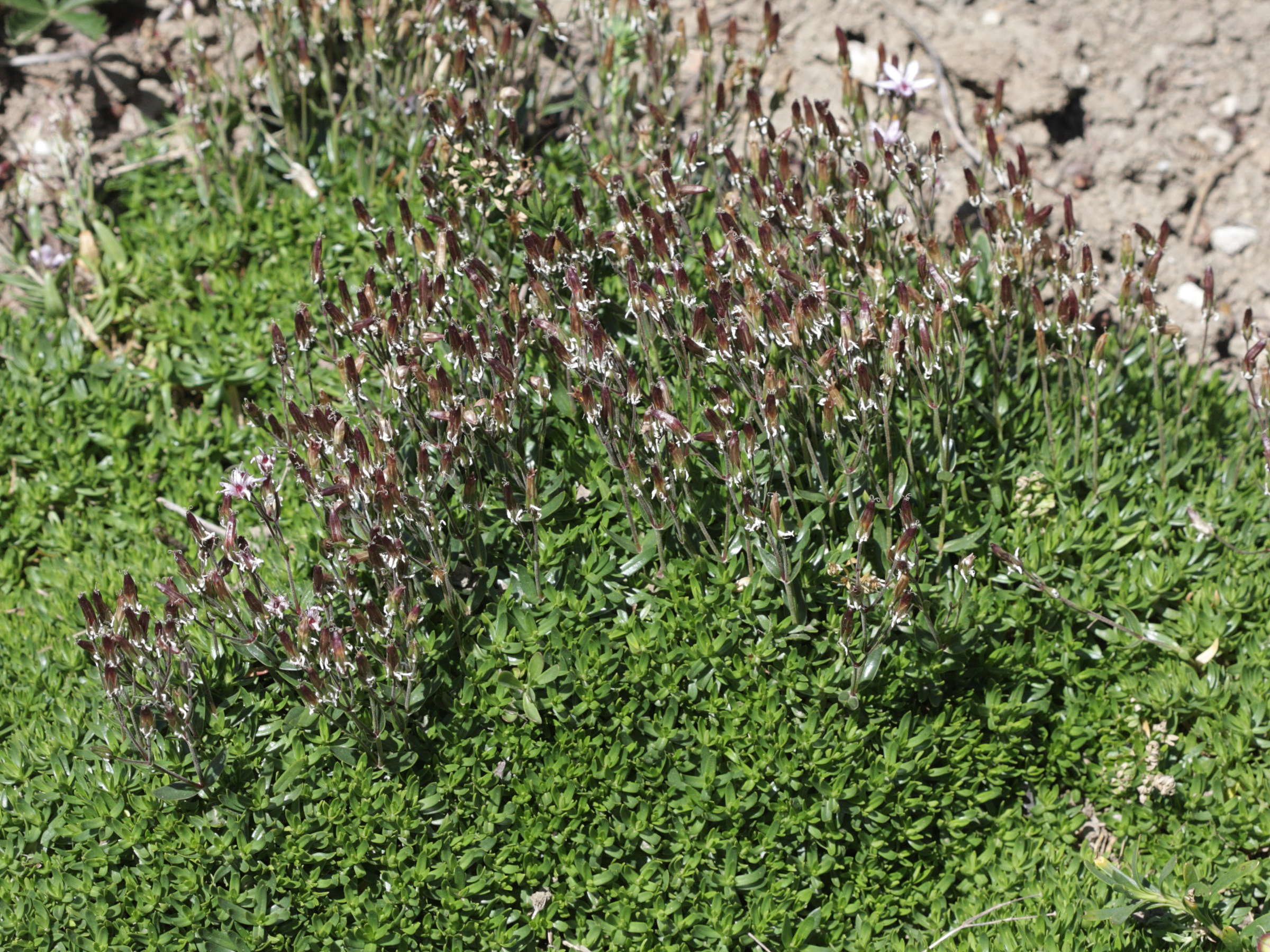 arenaria_purpurascens1bd