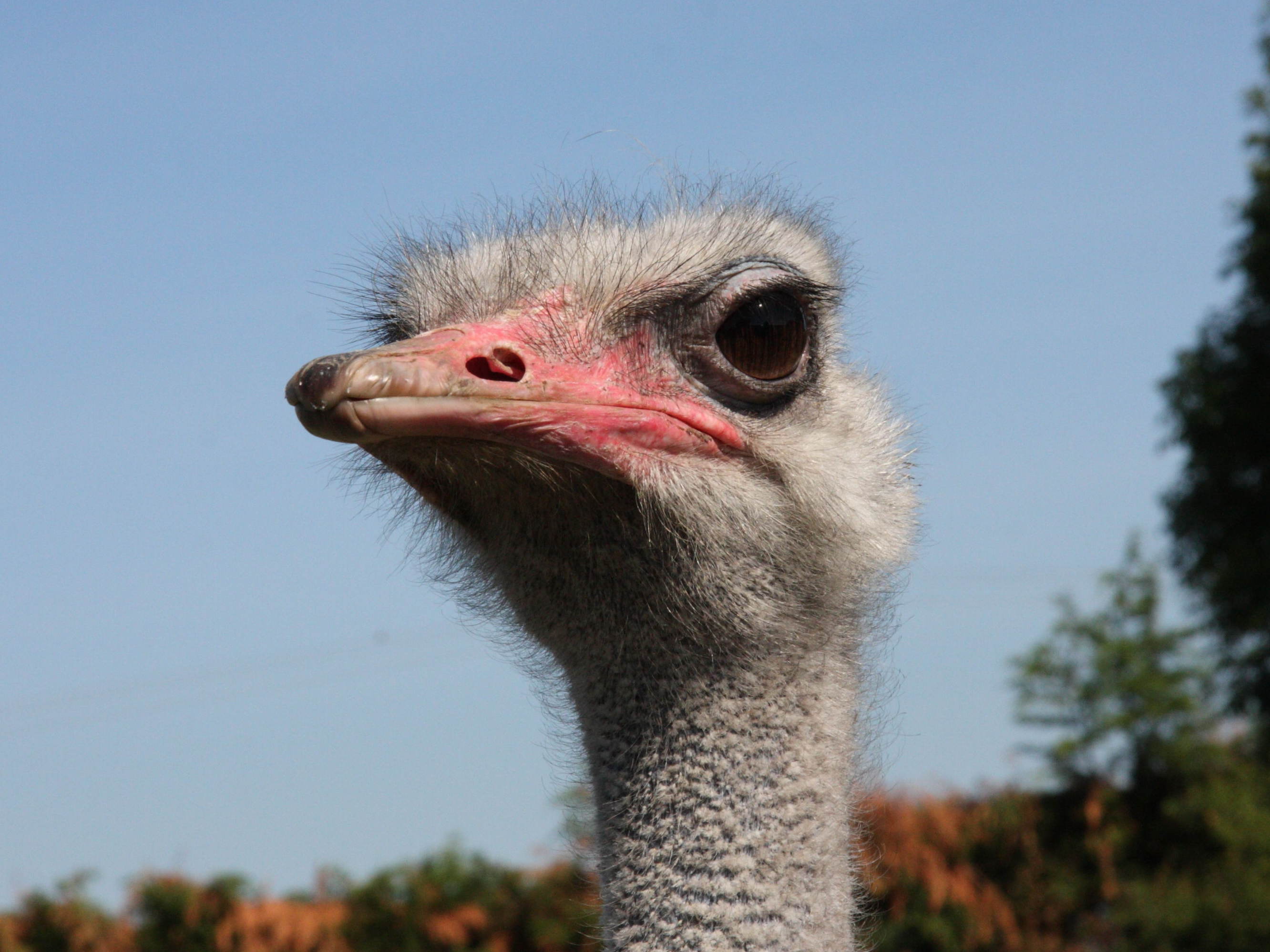 autruche_d-afrique_-_struthio_camelus4md