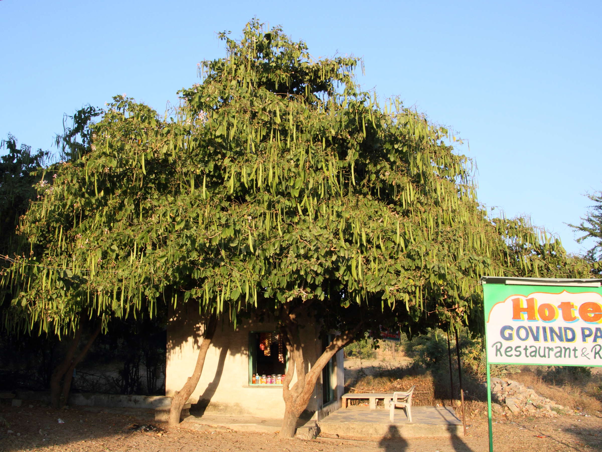 bauhinia_purpurea5md