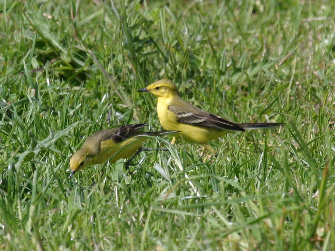 bergeronnette_flaveole_-_motacilla_flava_flavissima1bd