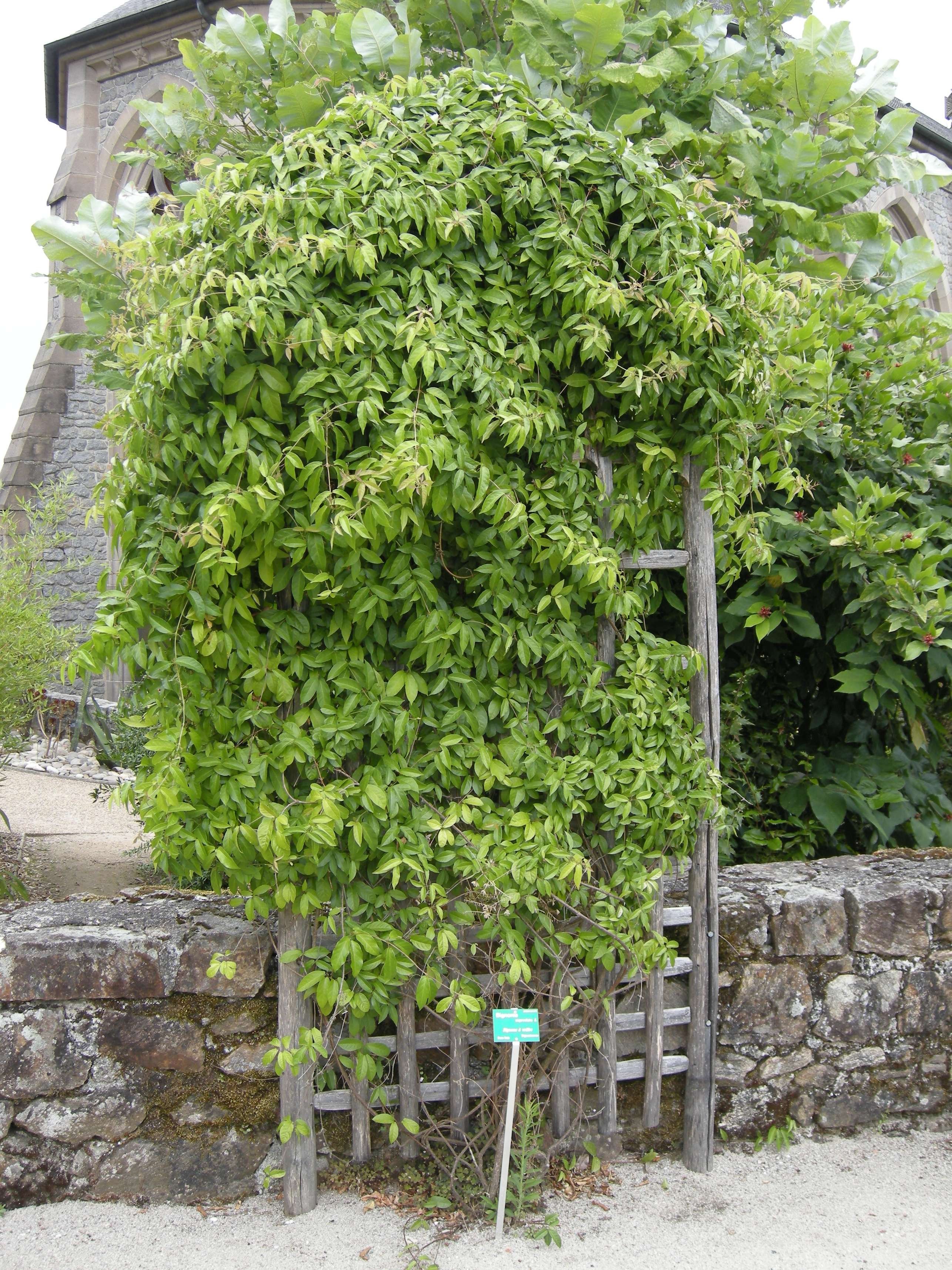 bignonia_capreolata1bd