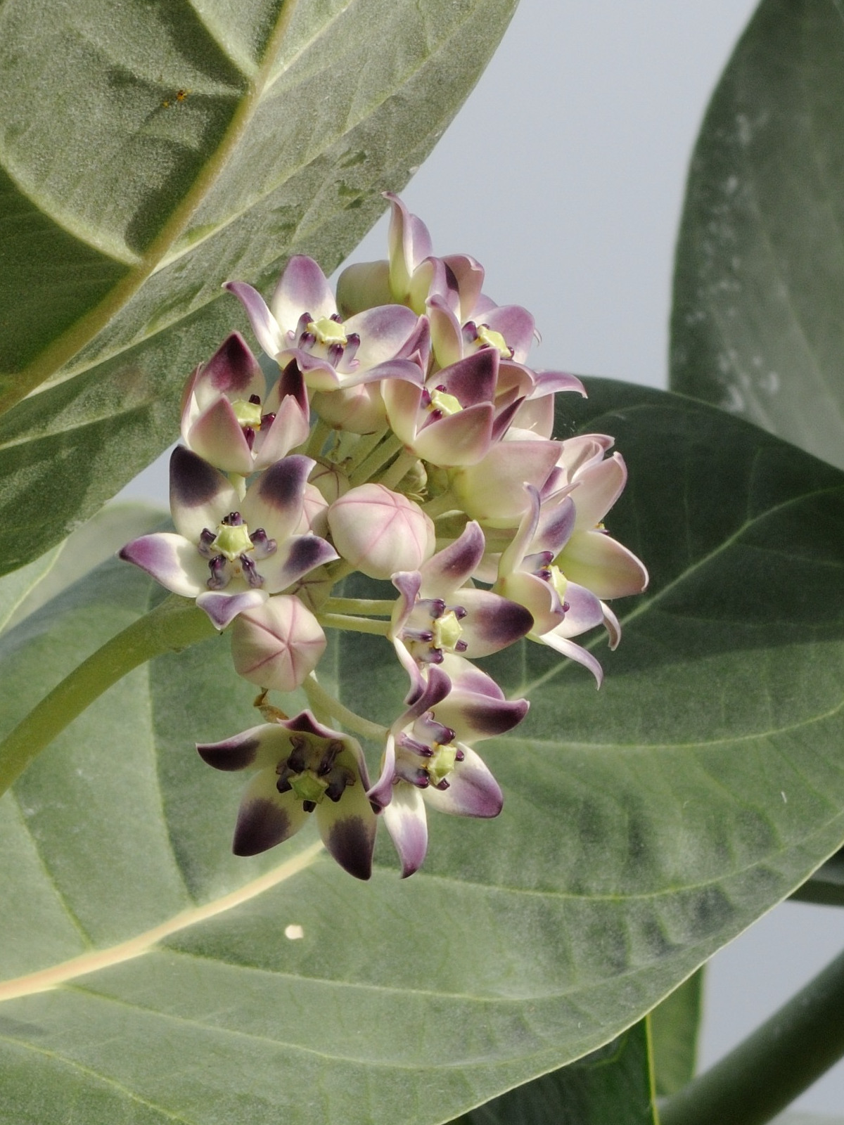 calotropis_procera3md