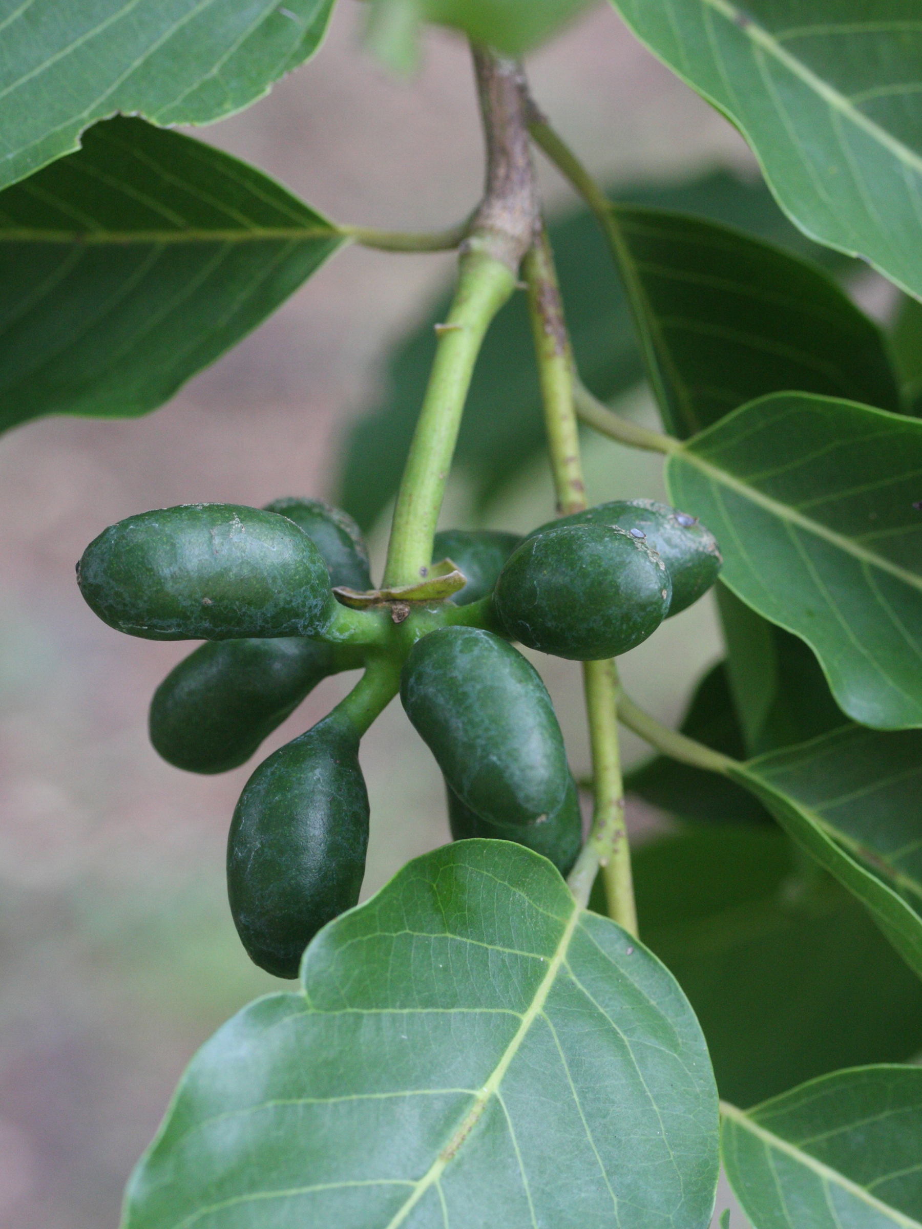 Afficher le média cananga_odorata4md cananga_odorata4md