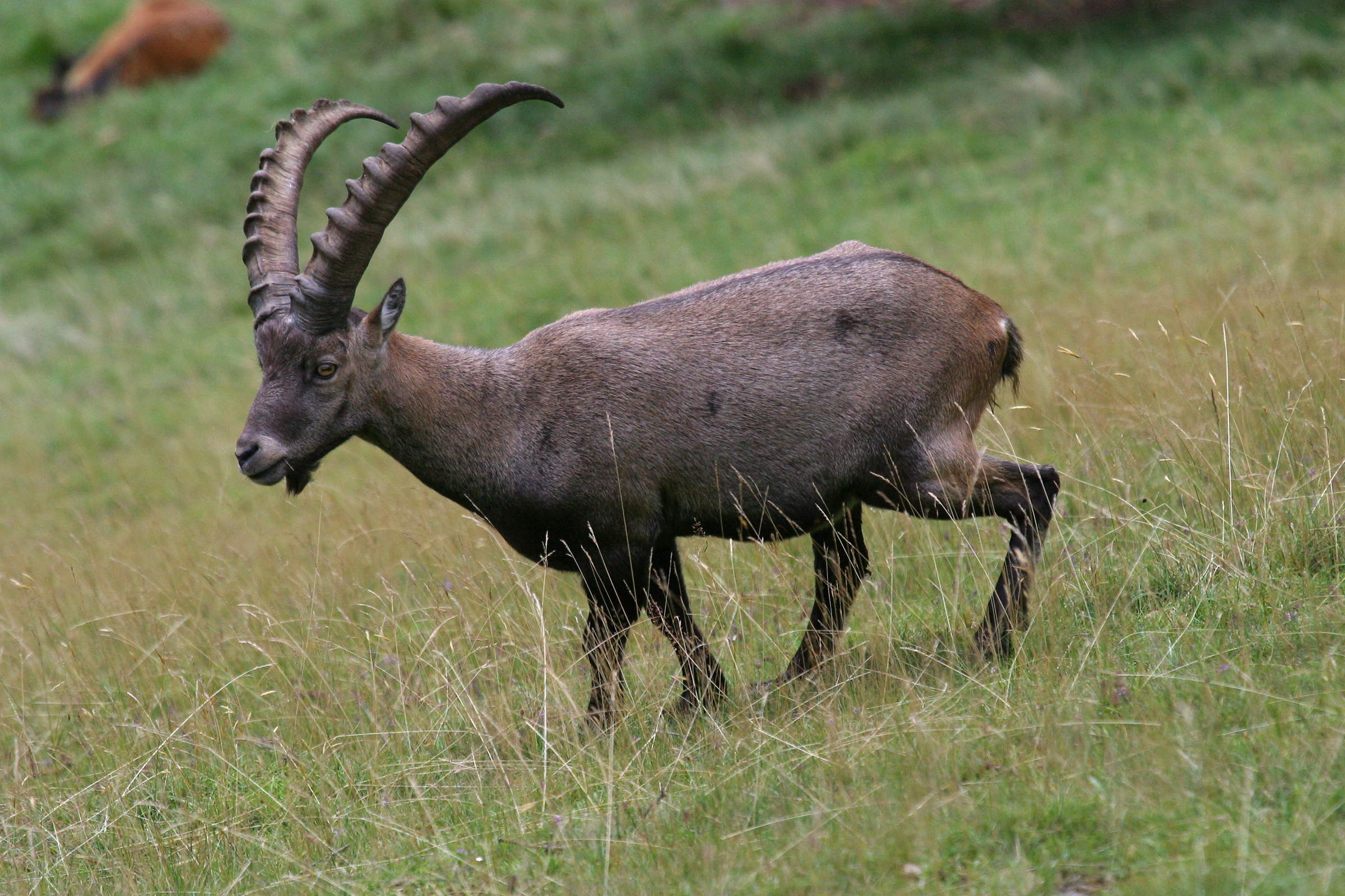 capra_ibex1bbd