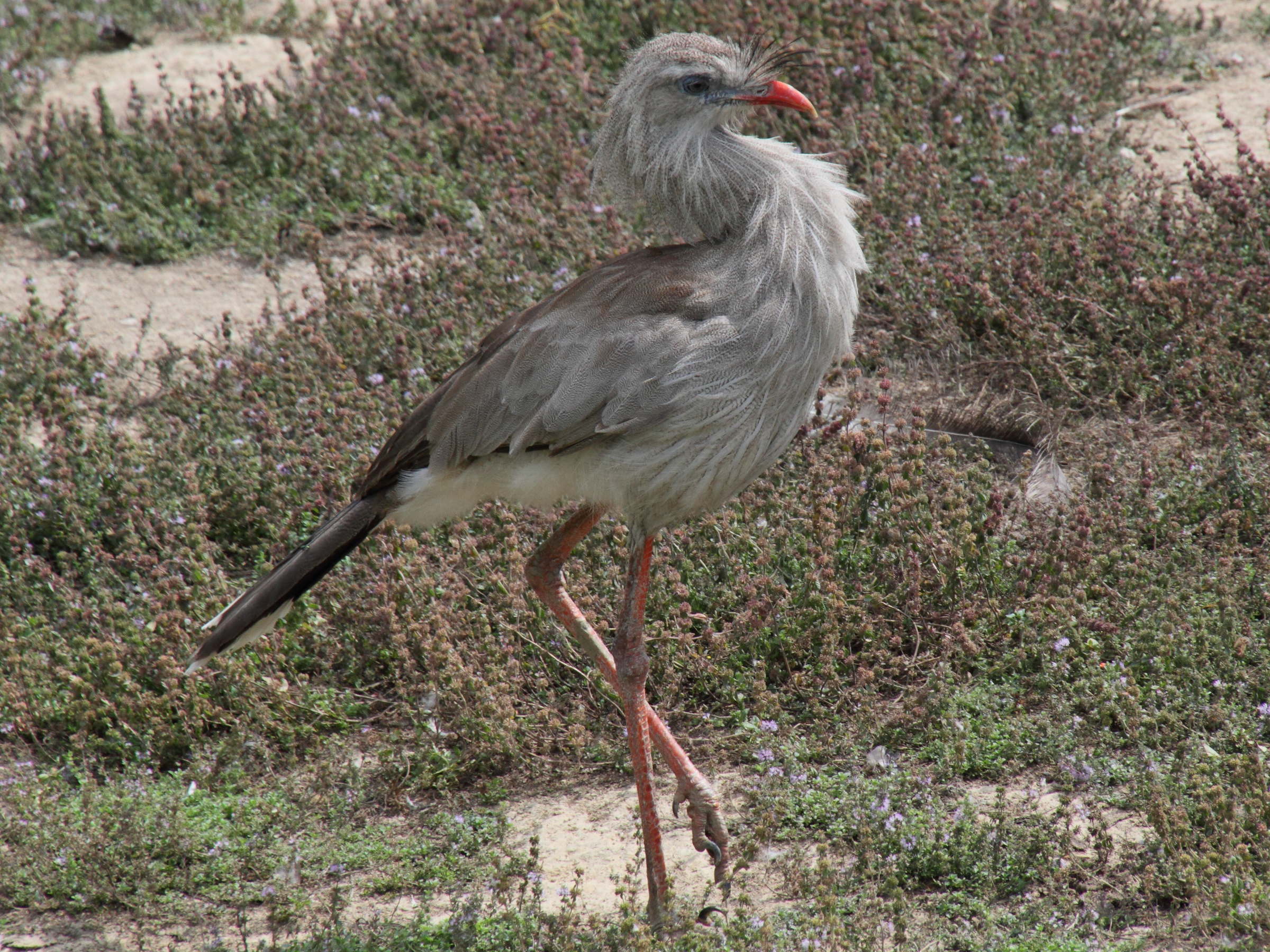 cariama_huppe_-_cariama_cristata_5md