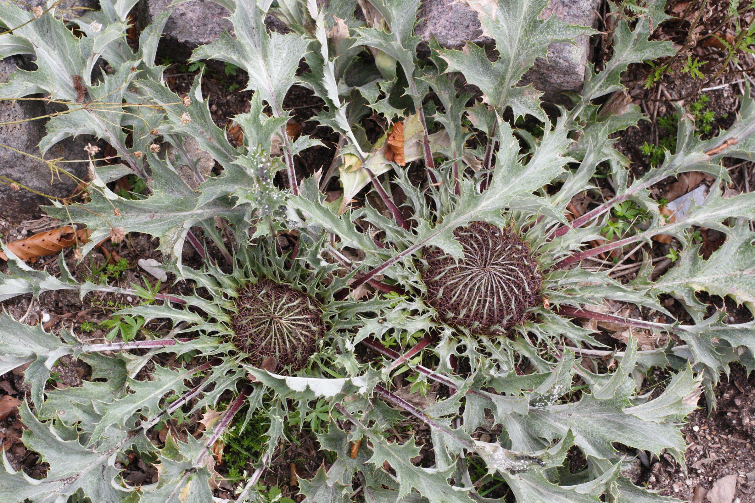 Afficher le média carlina_acaulis3md carlina_acaulis3md