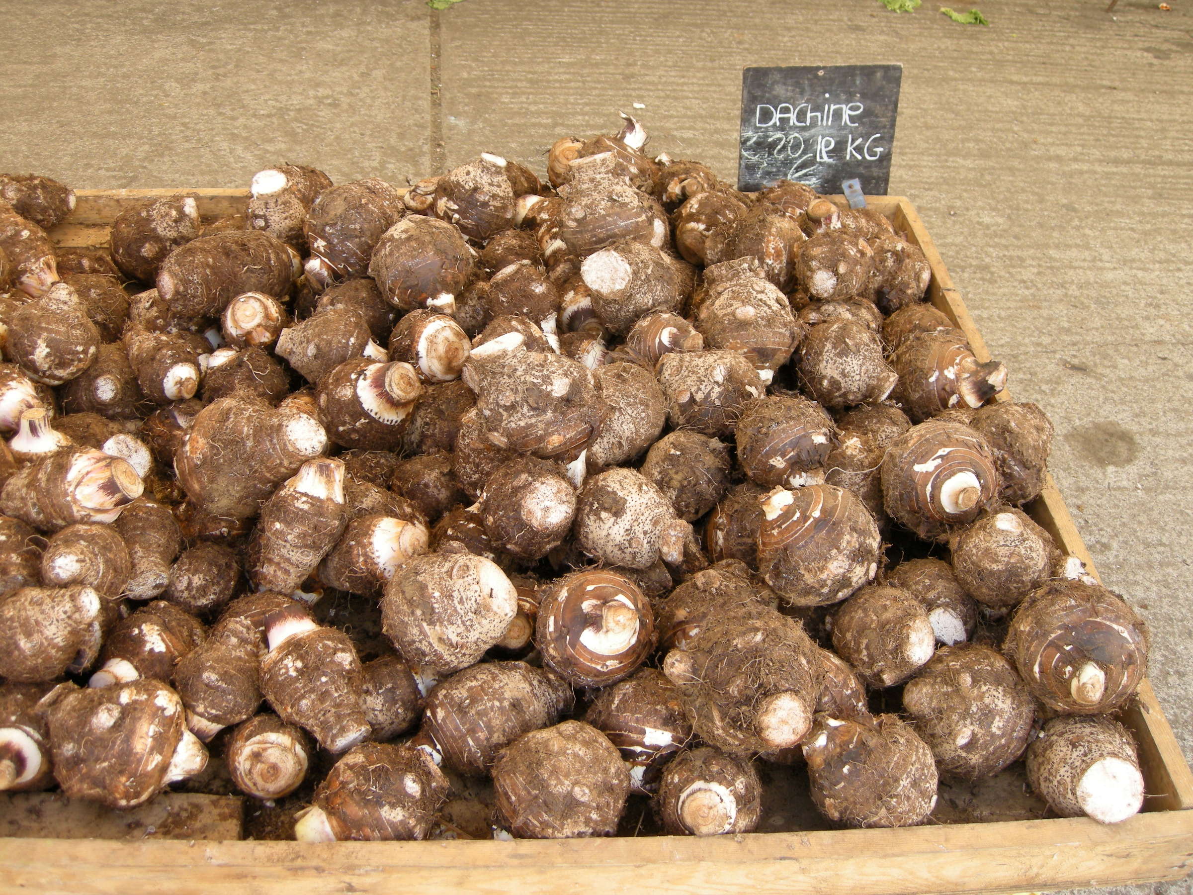 colocasia_esculenta4md