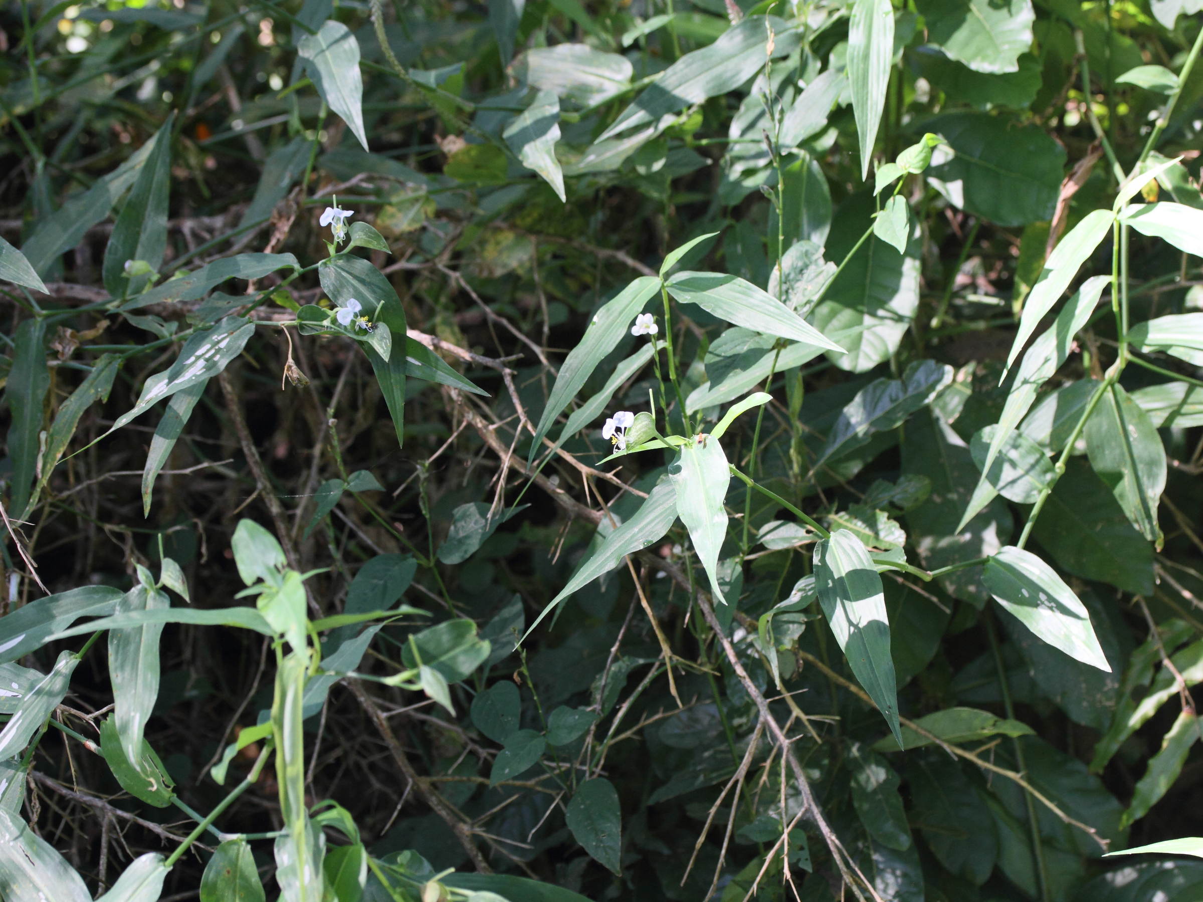 commelina_mascarenica1md