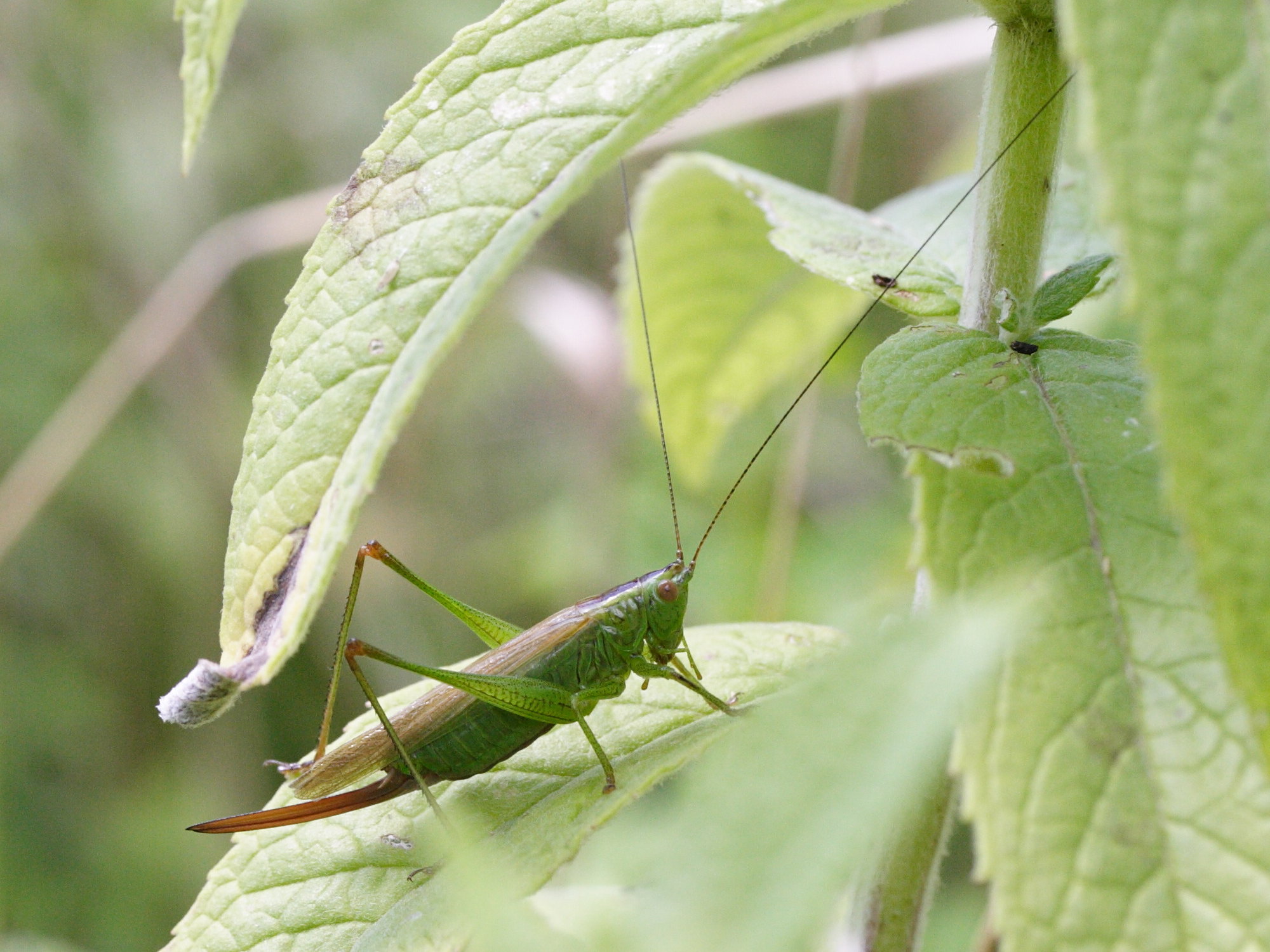 conocephalus_fuscus3md