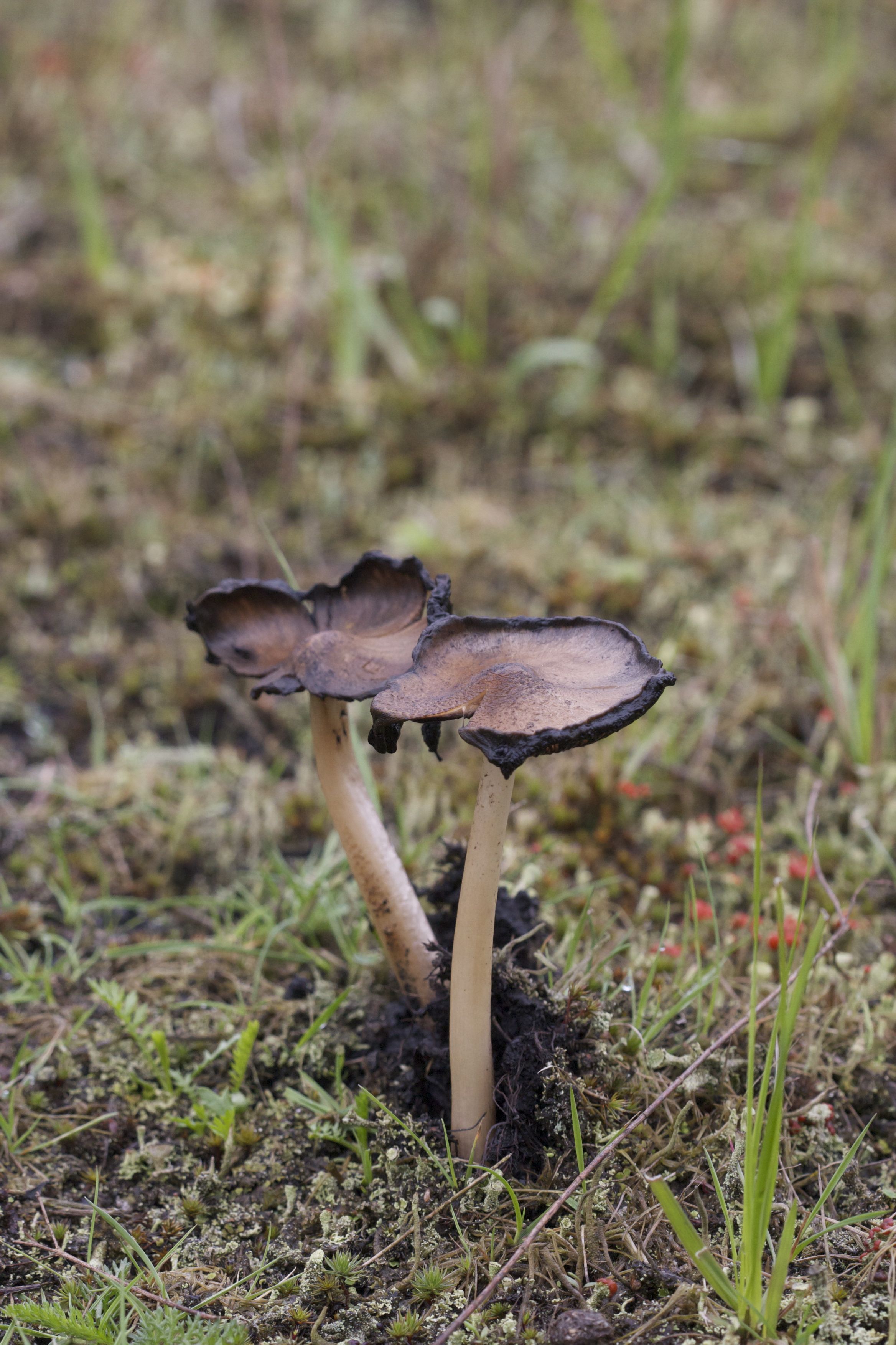 Coprinopsis_atramentarius