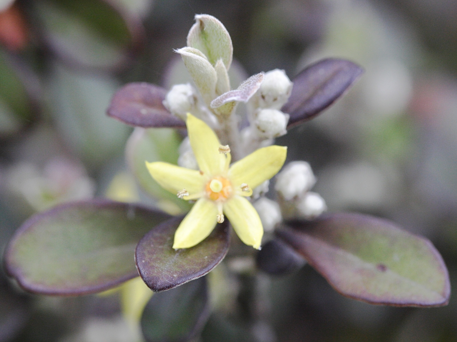 Afficher le média corokia_cotoneaster2md corokia_cotoneaster2md