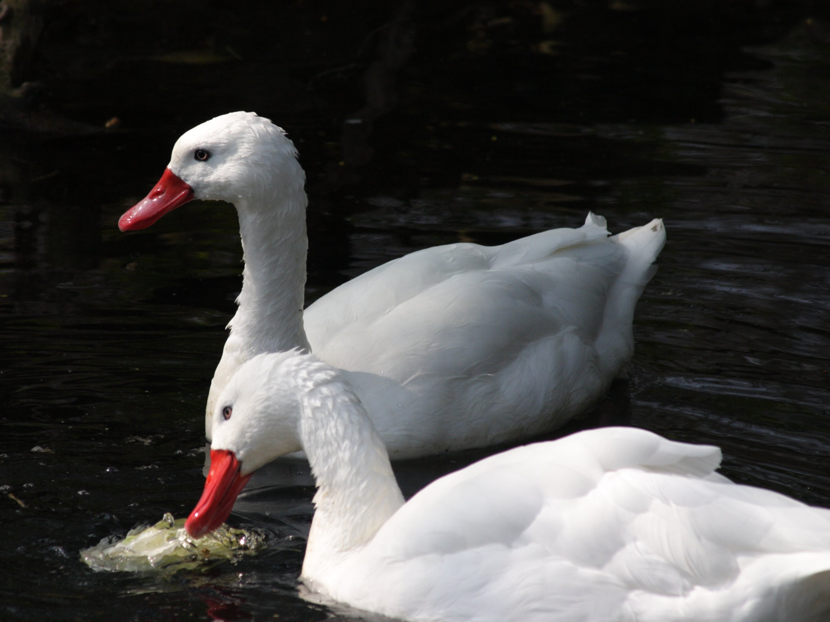 coscoroba_blanc_-_coscoroba_coscoroba1sd