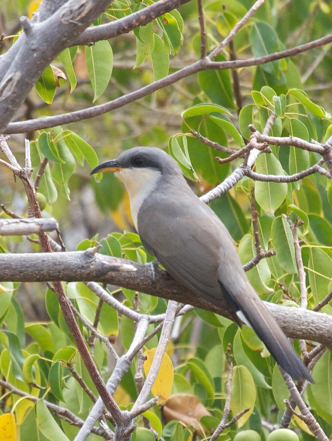coulicou_manioc_-_coccyzus_minor2bd