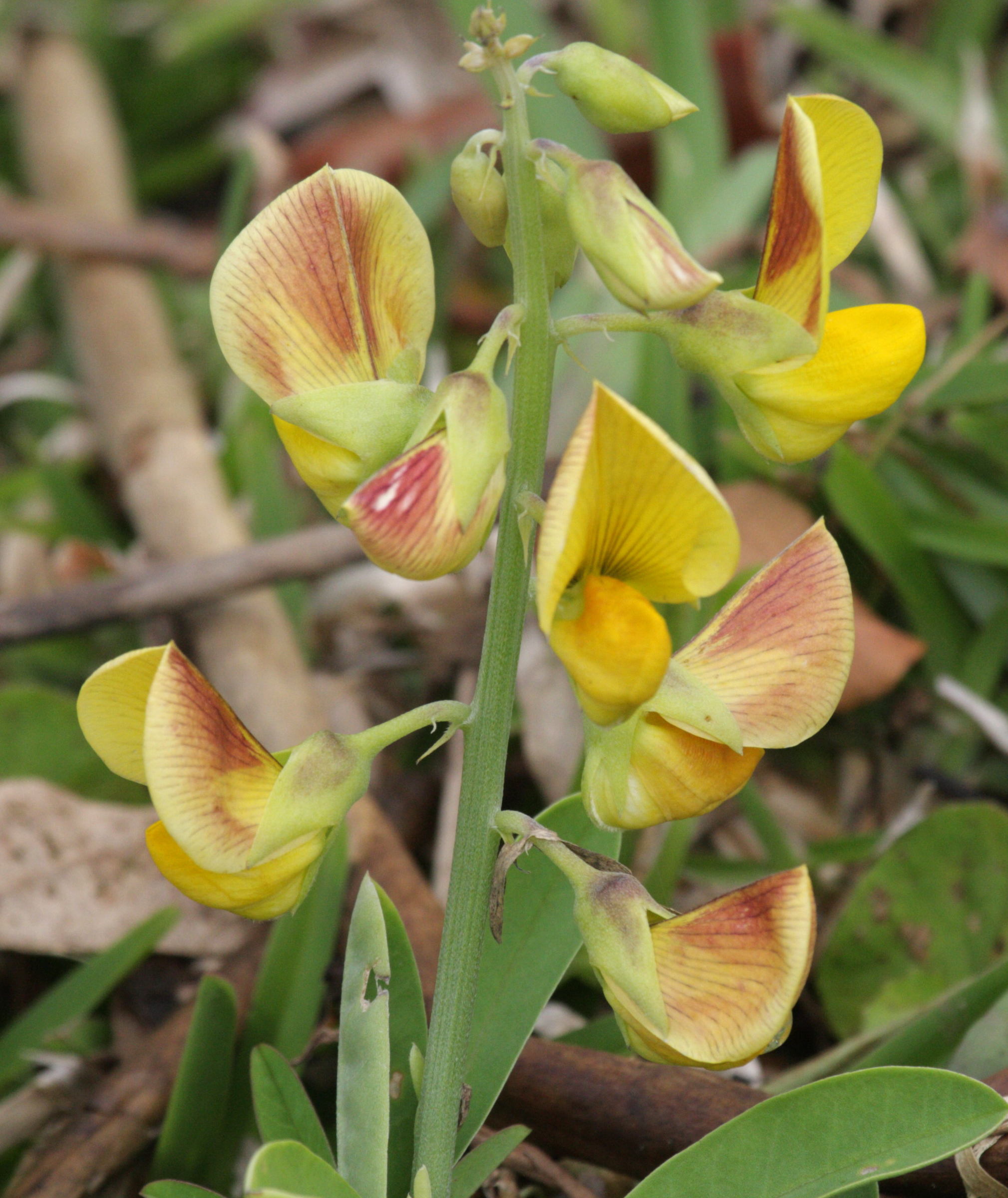 crotalaria_retusa2abd