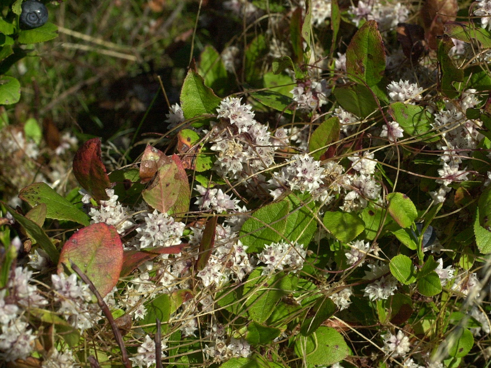 cuscuta_epithymum2md