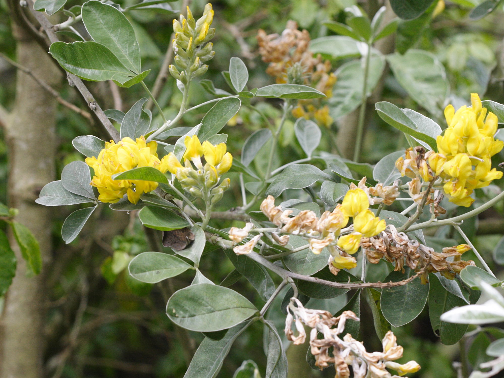 Afficher le média cytisus_battandieri2md cytisus_battandieri2md