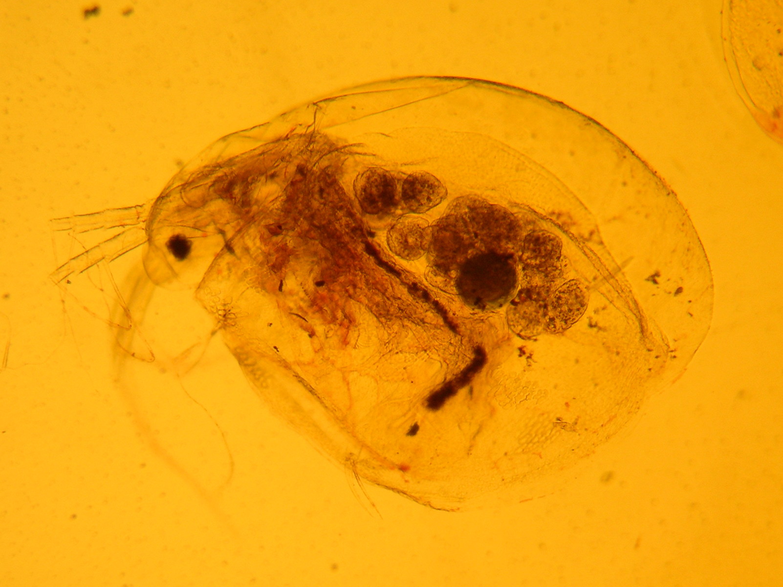 daphnia_pulex2md