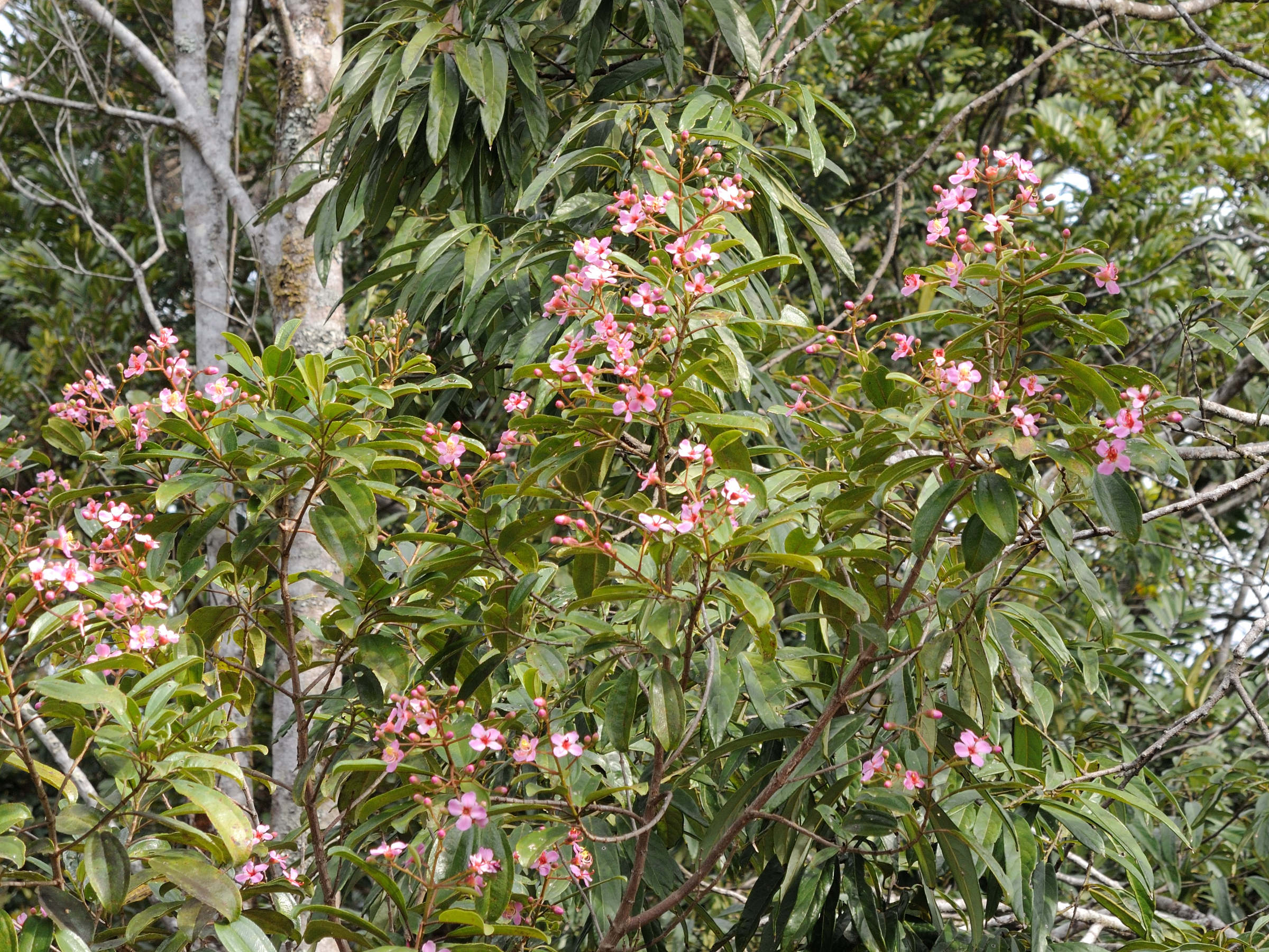 dichaetanthera_oblongifolia1md