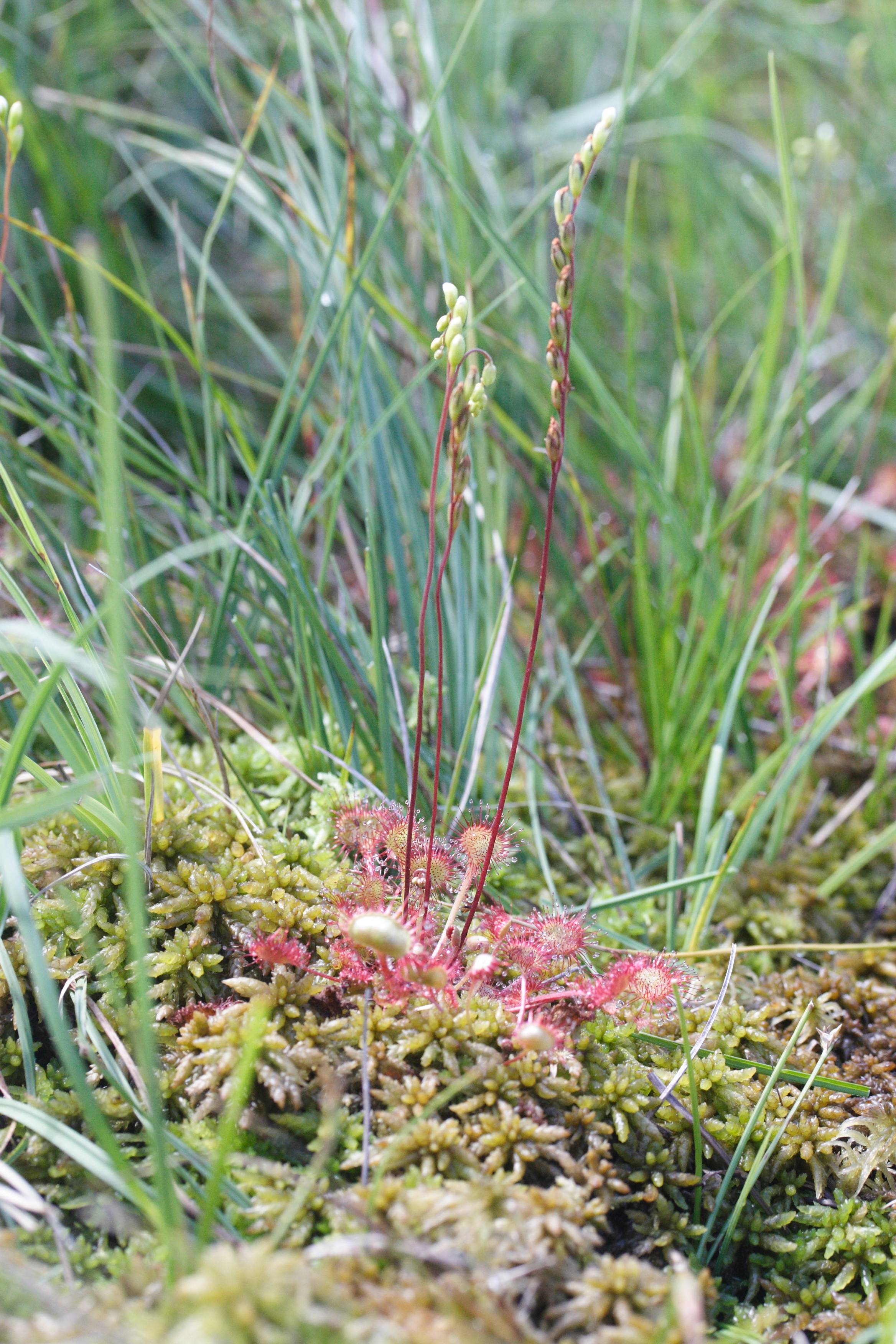 drosera_rotundifolia5md