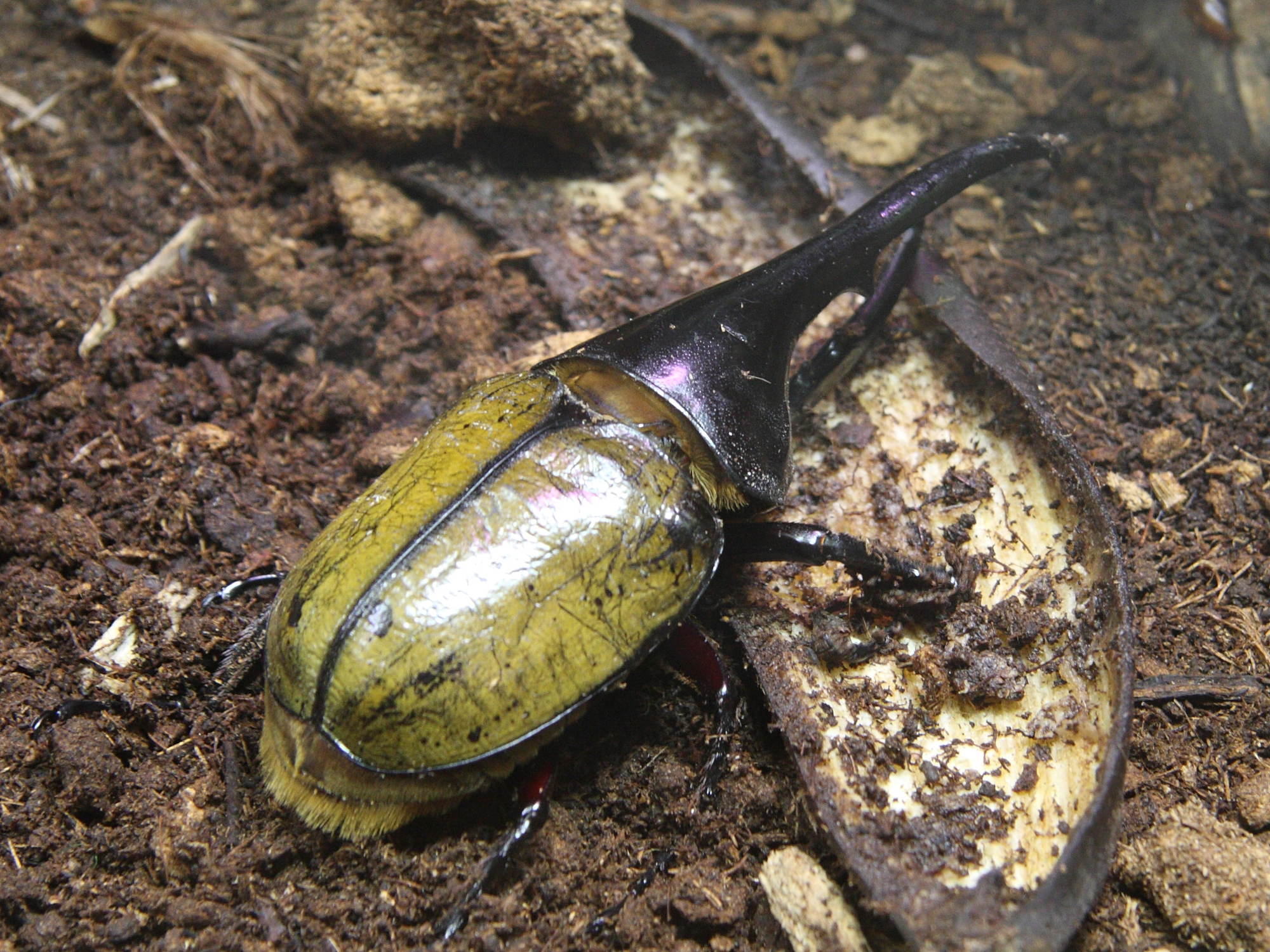 Afficher le média dynastes_hercules_hercules1sd dynastes_hercules_hercules1sd