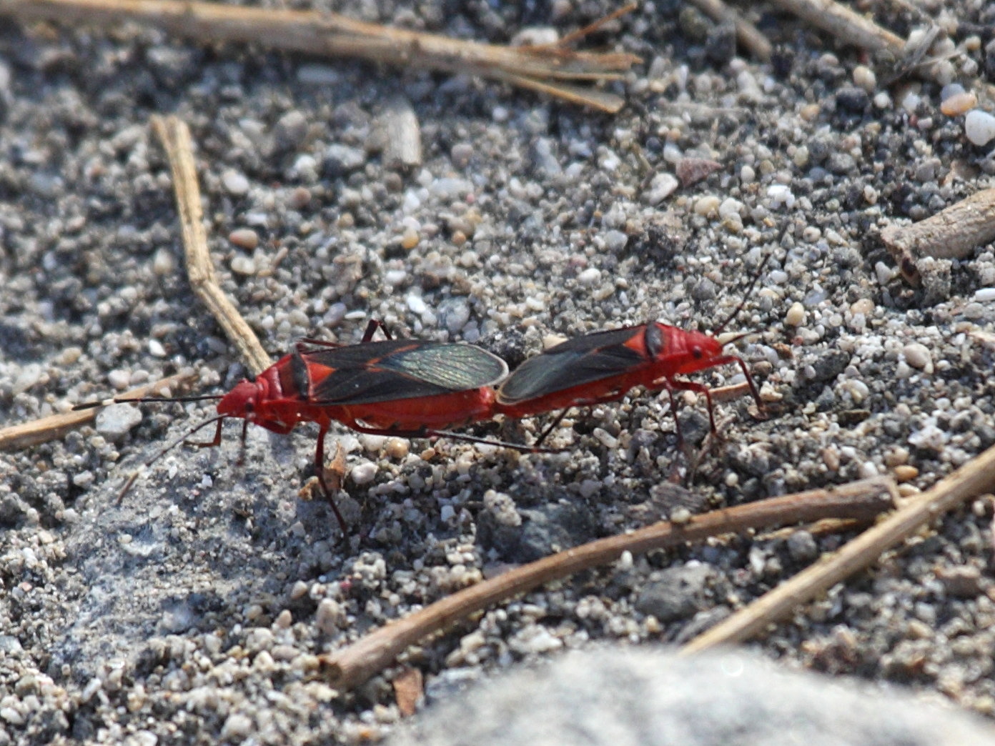 dysdercus_discolor4bd