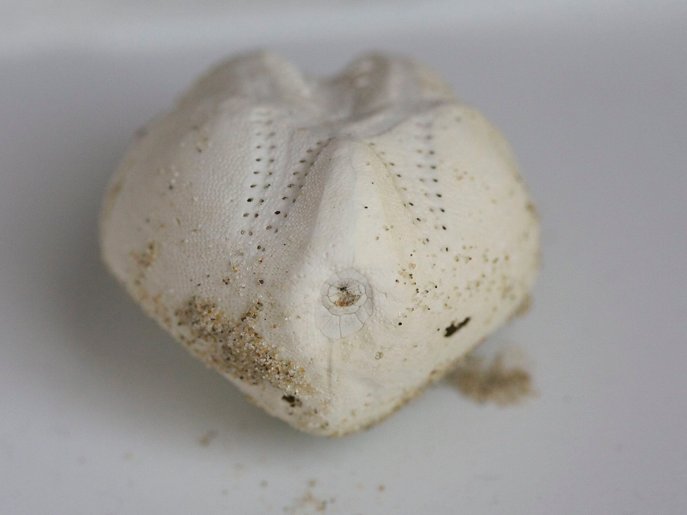 echinocardium_cordatum3md