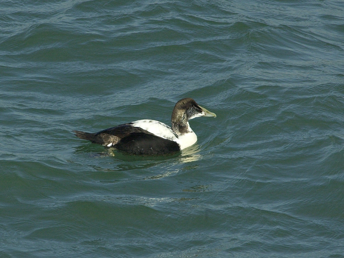 eider_a_duvet_-_somateria_mollissima4md