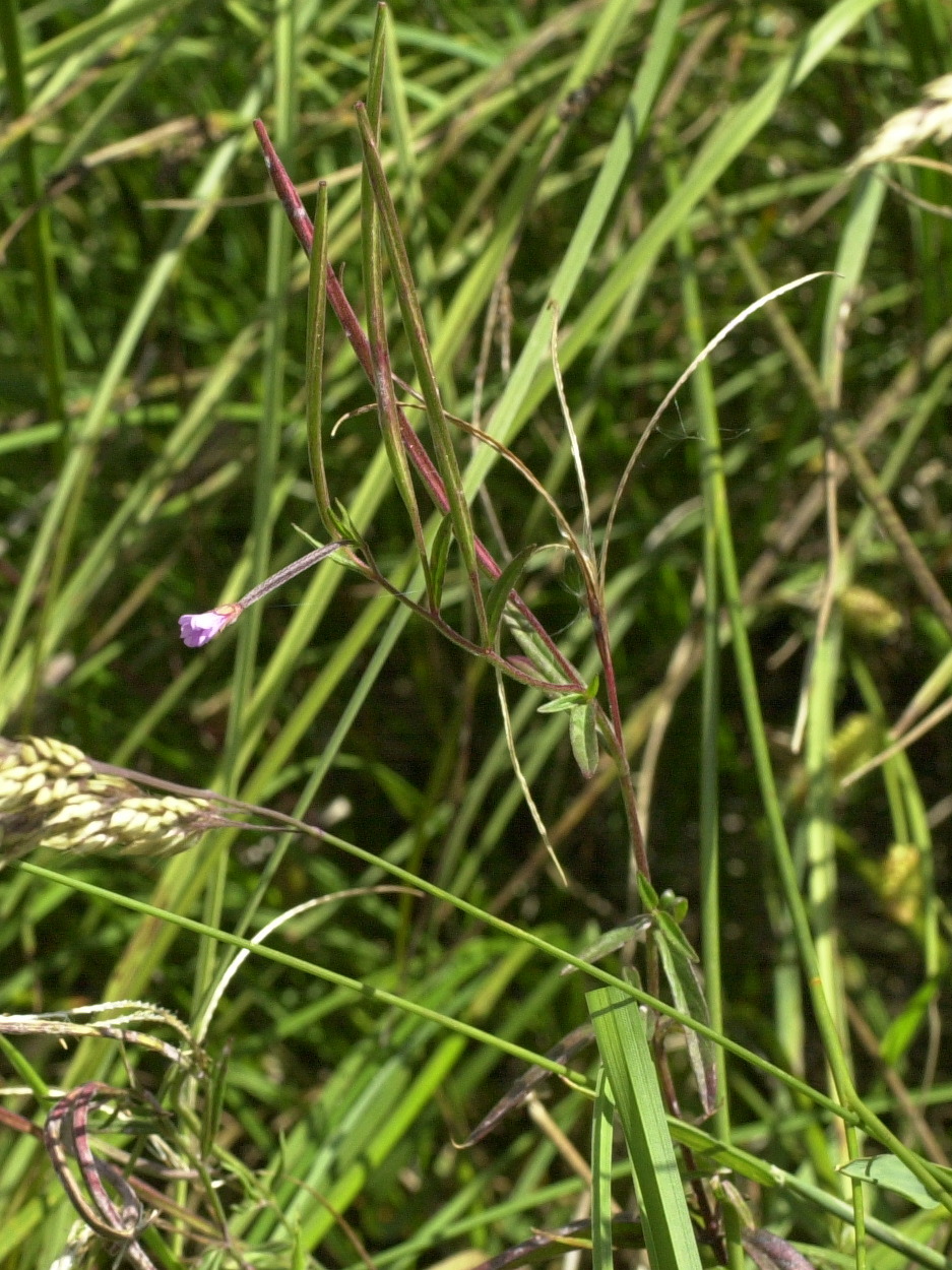 Afficher le média epilobium_palustre1md epilobium_palustre1md