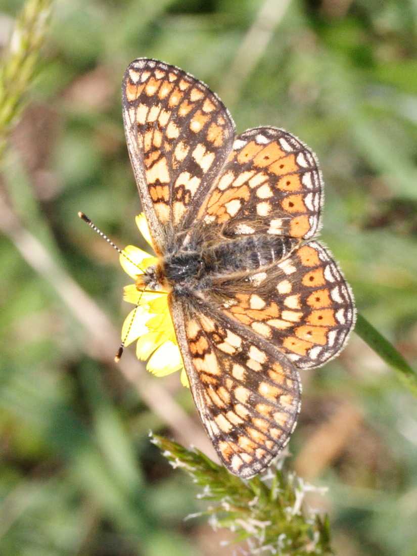 Euphydryas_aurinia