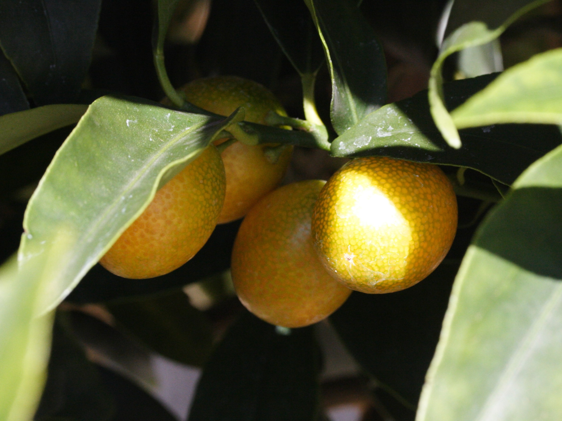 fortunella_margarita2md